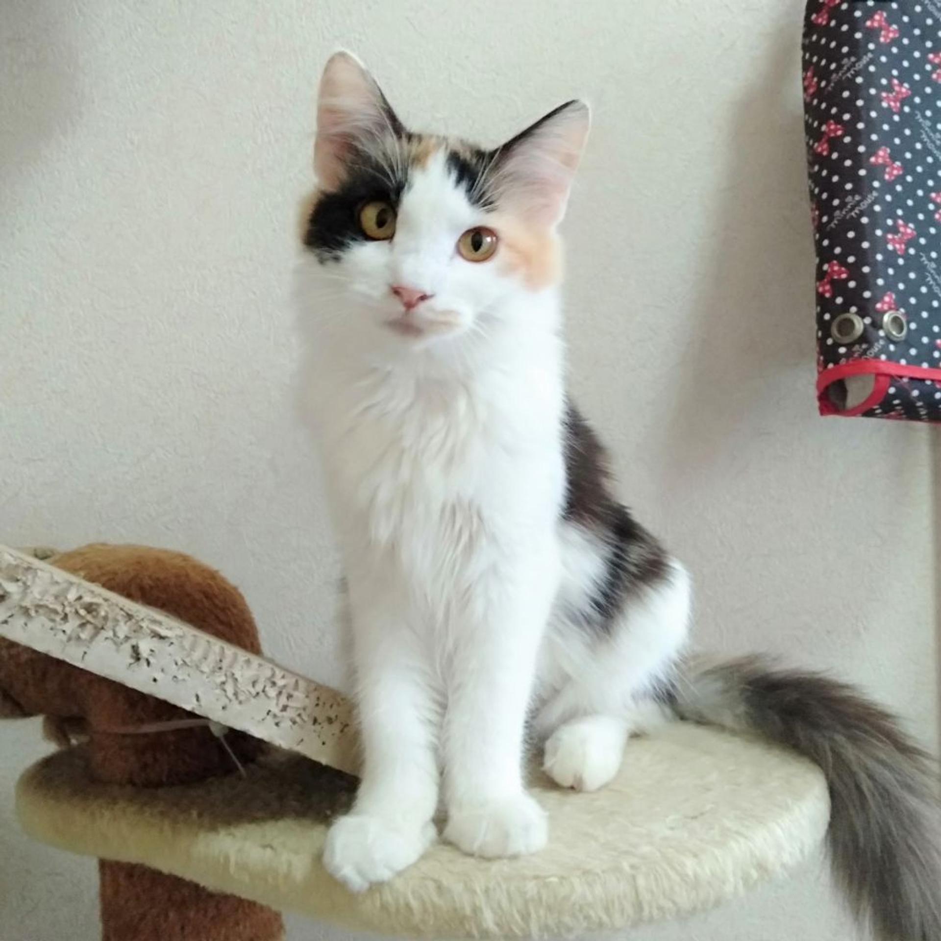 pet-image-8