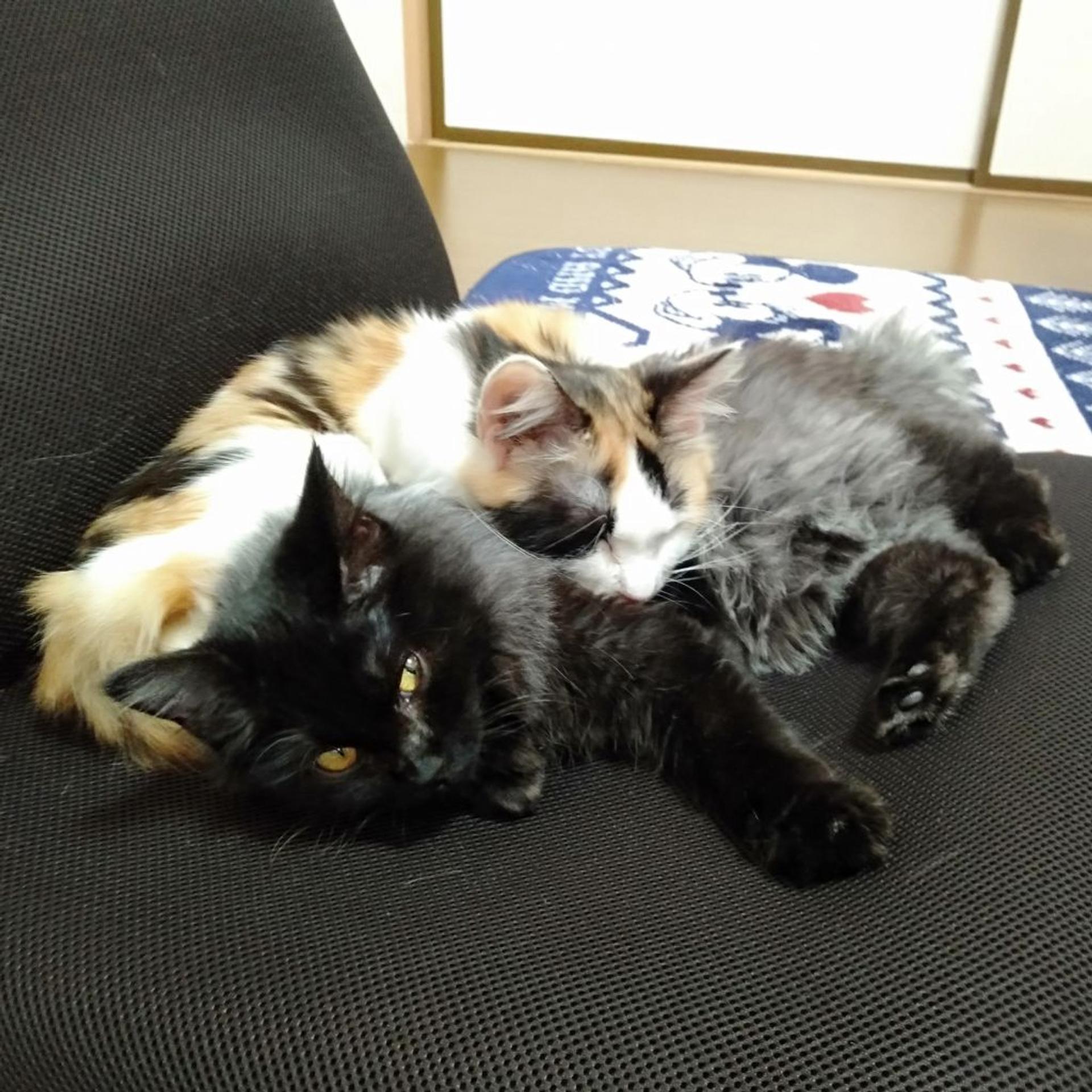 pet-image-9