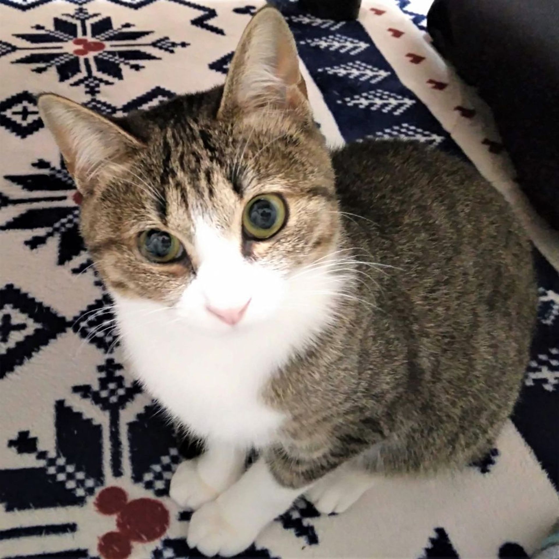 雑種（ミックス猫）・メスの里親募集の写真