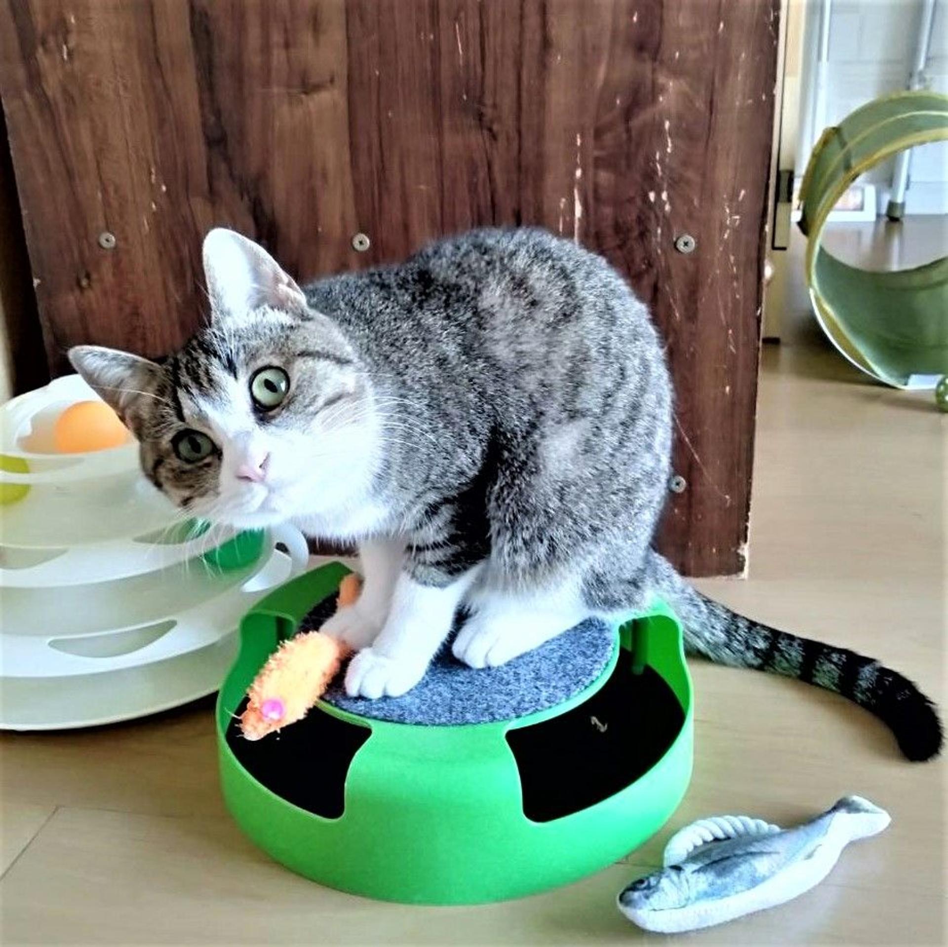 pet-image-4