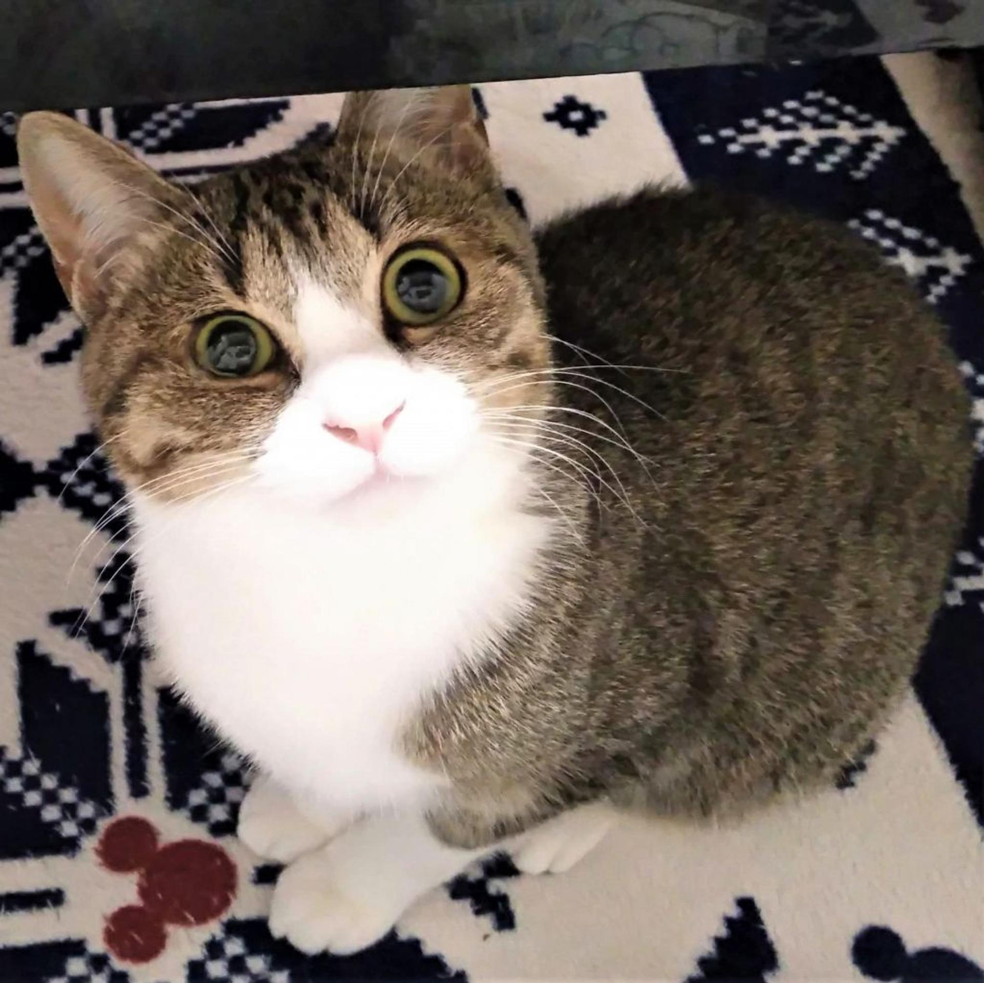 pet-image-5