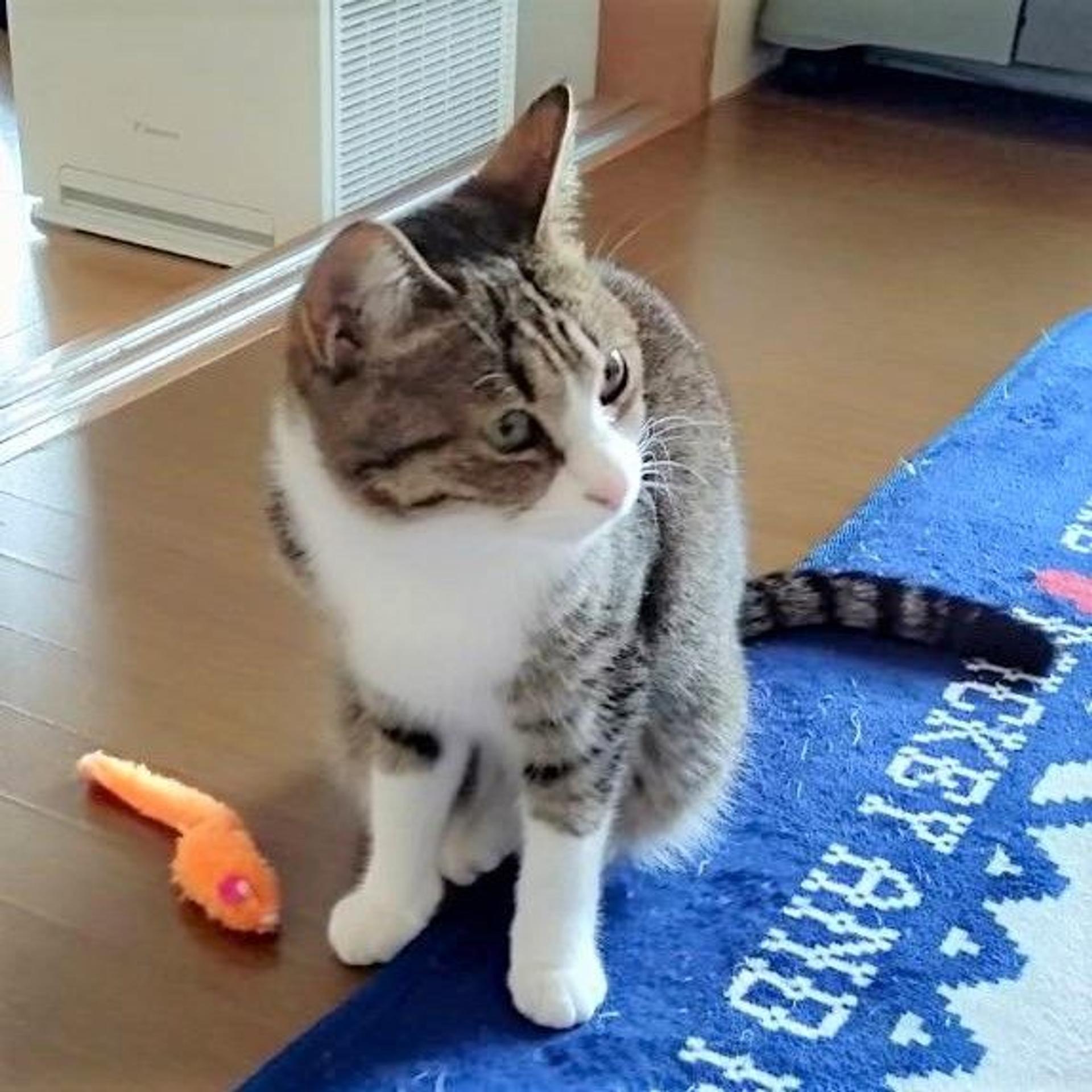 pet-image-7