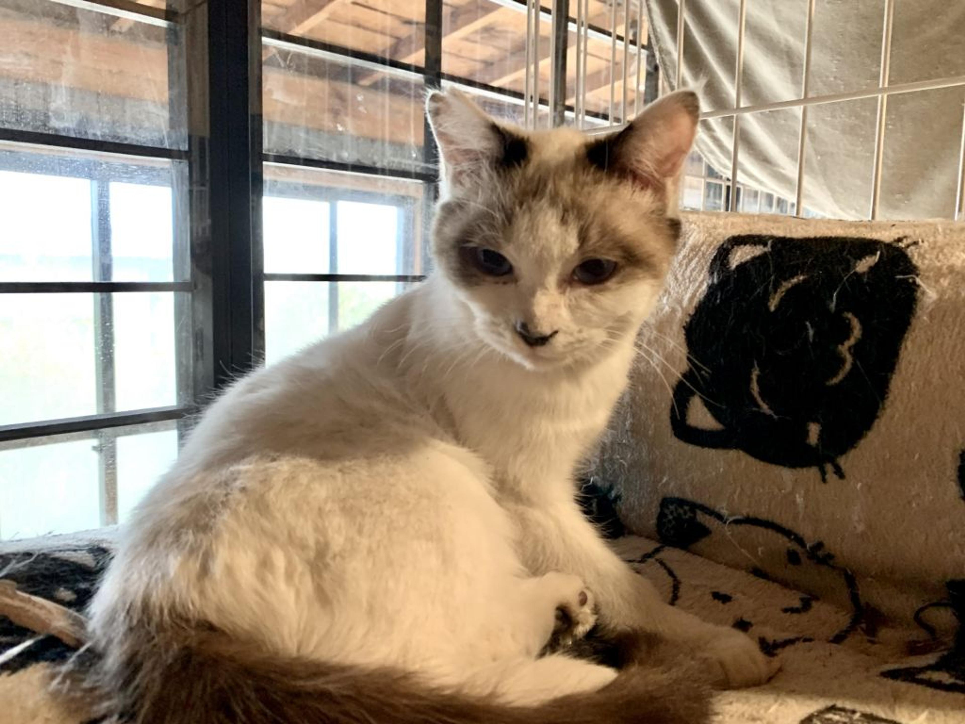 pet-image-2
