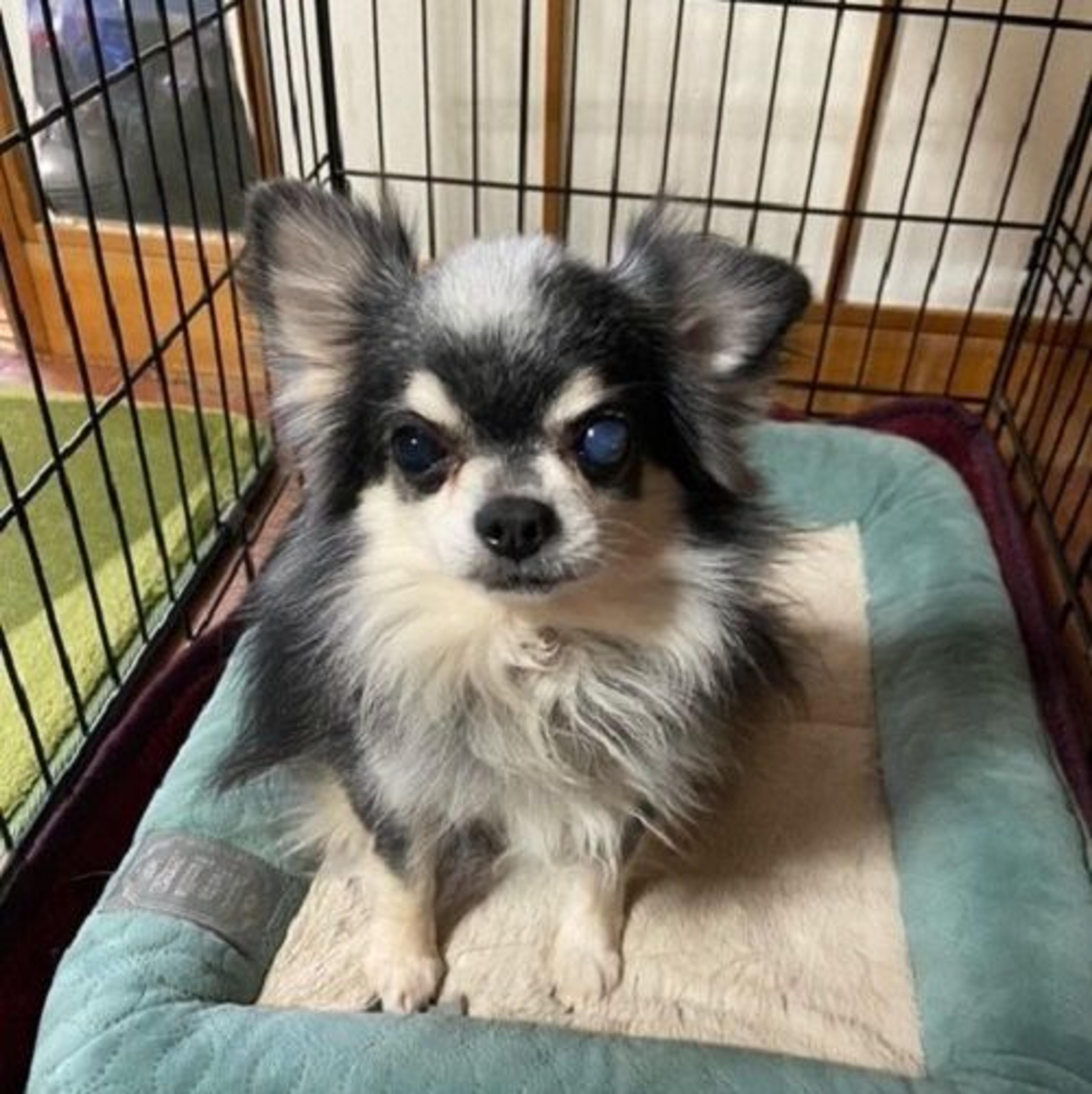 pet-image-4