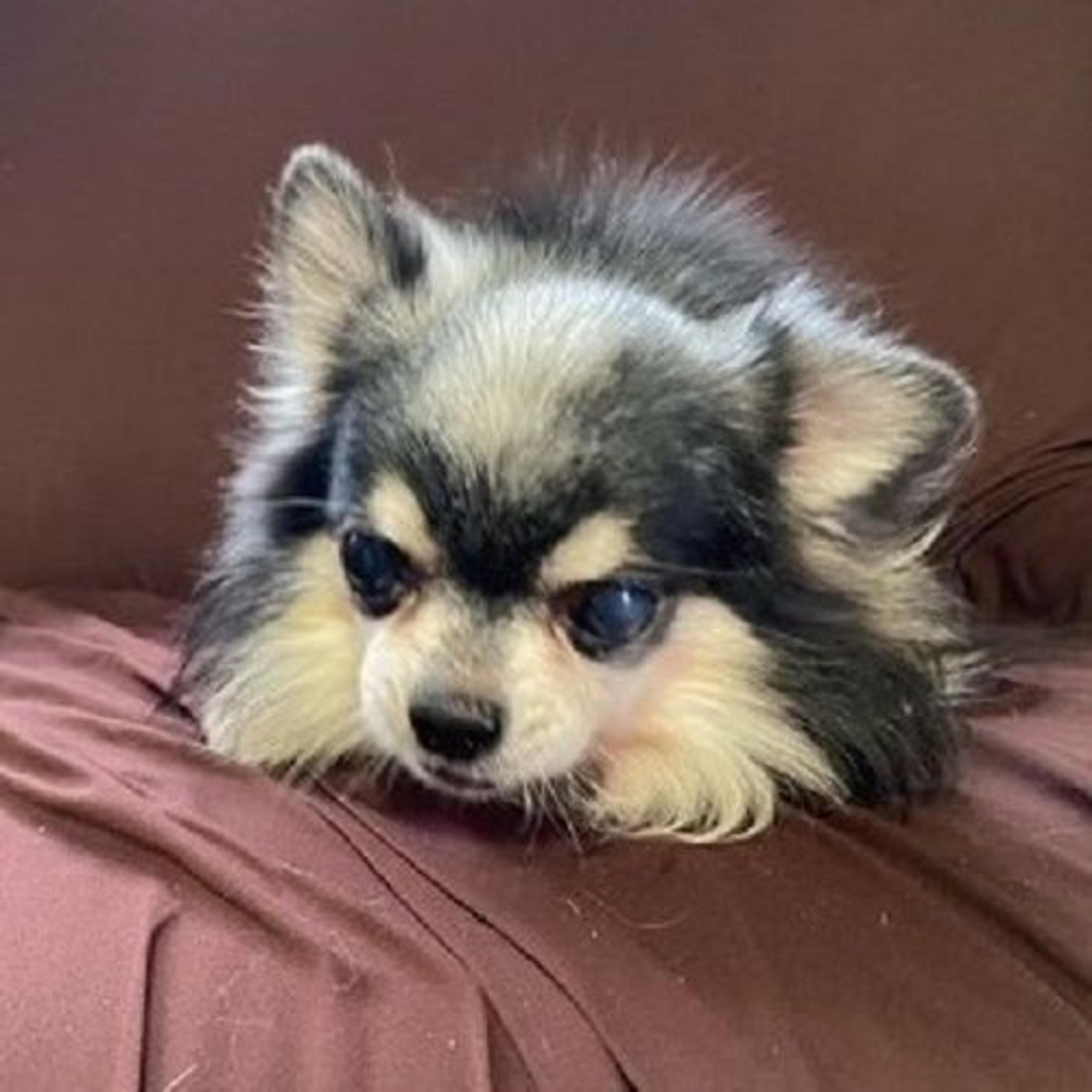 pet-image-5