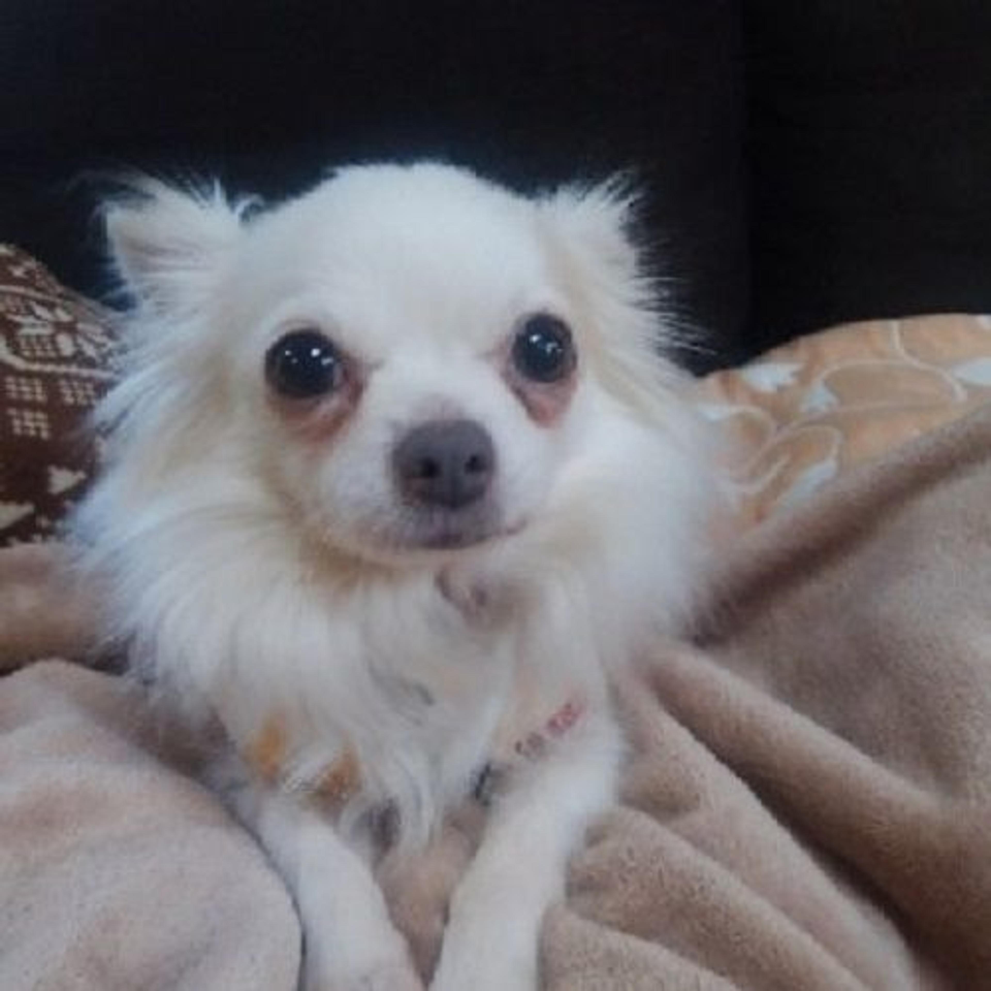 pet-image-2
