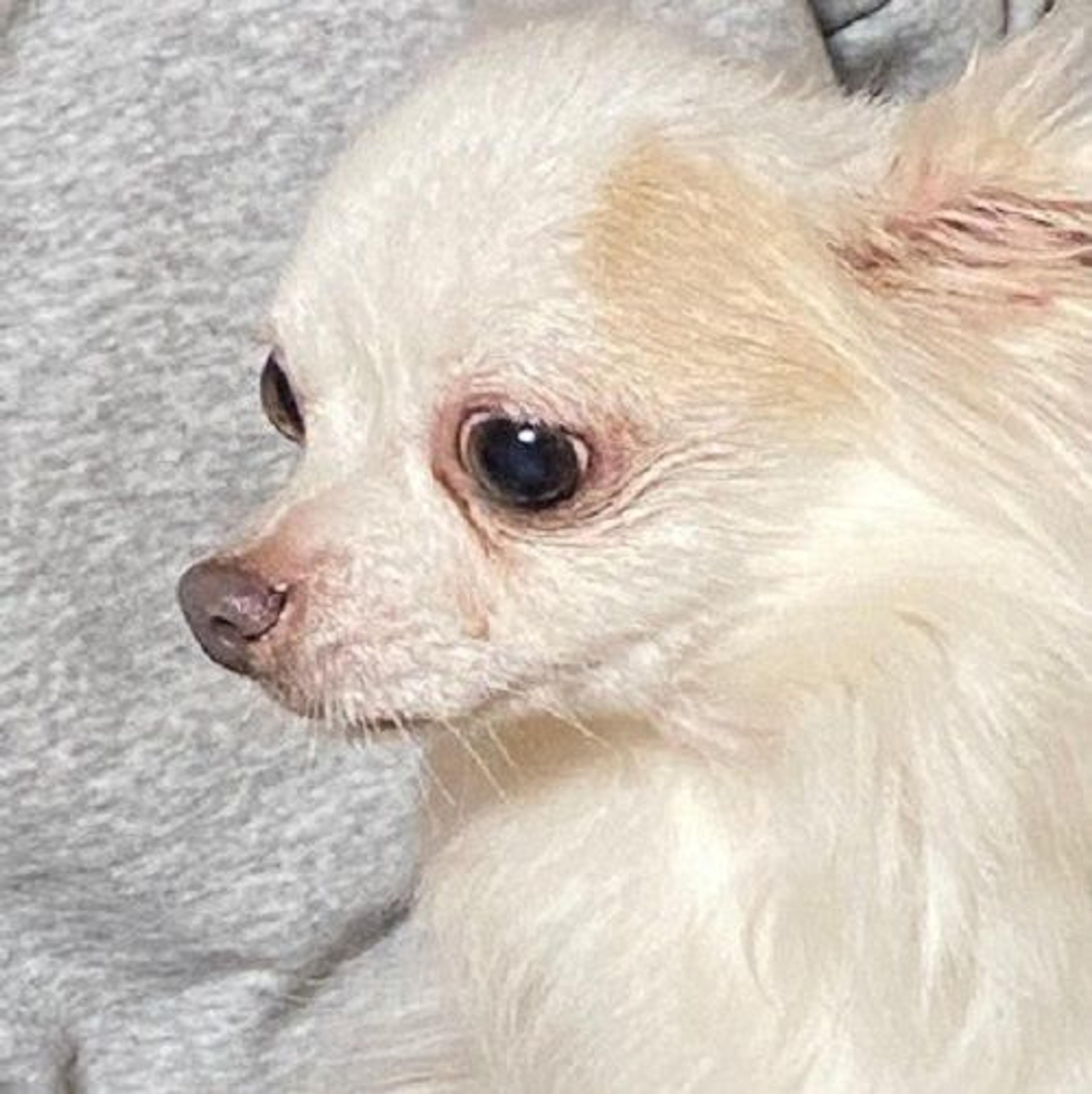 pet-image-3