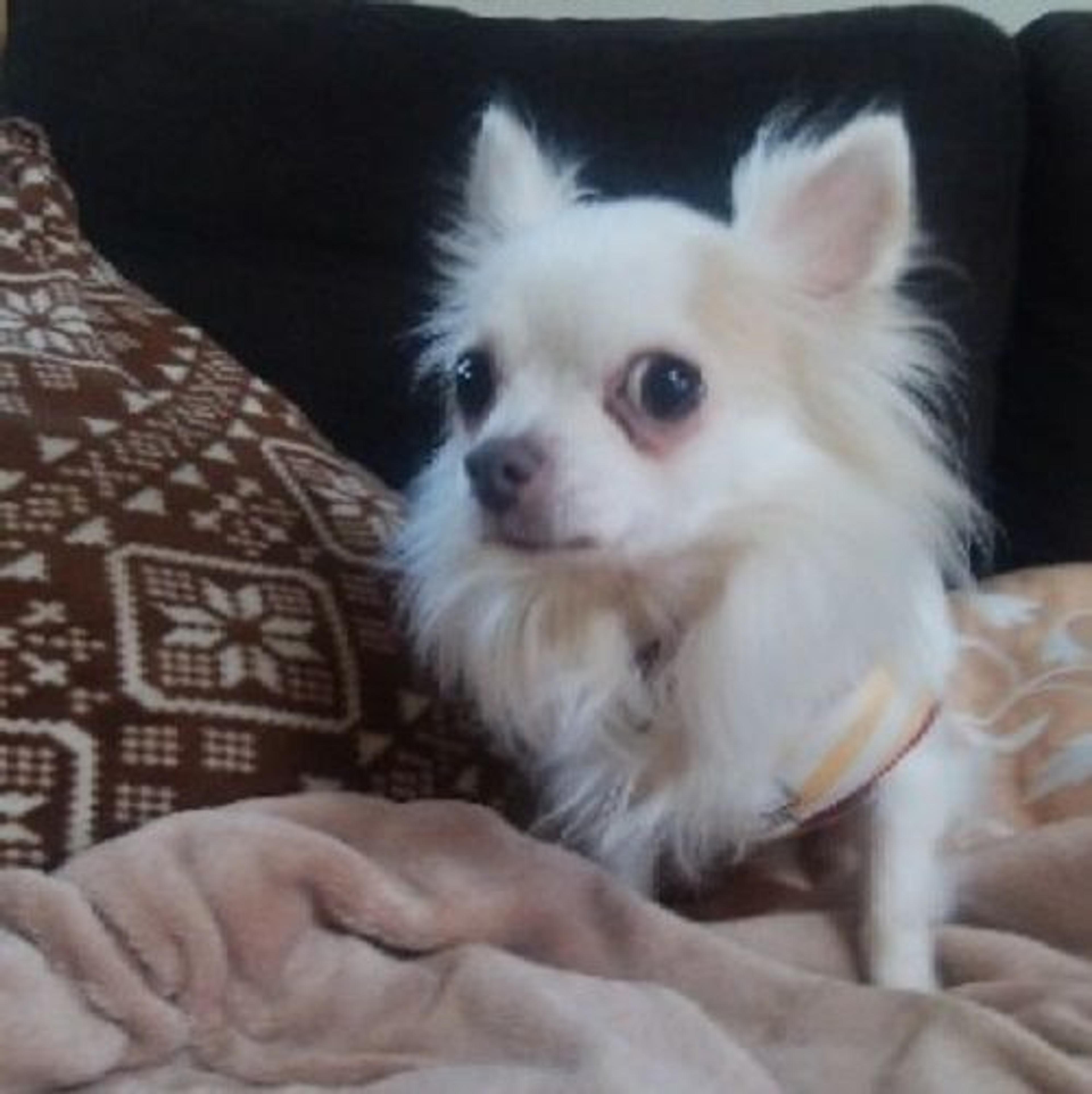 pet-image-4