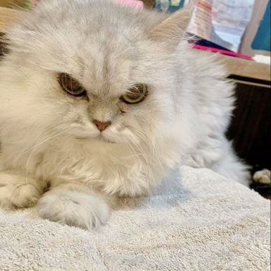 シャネルの写真