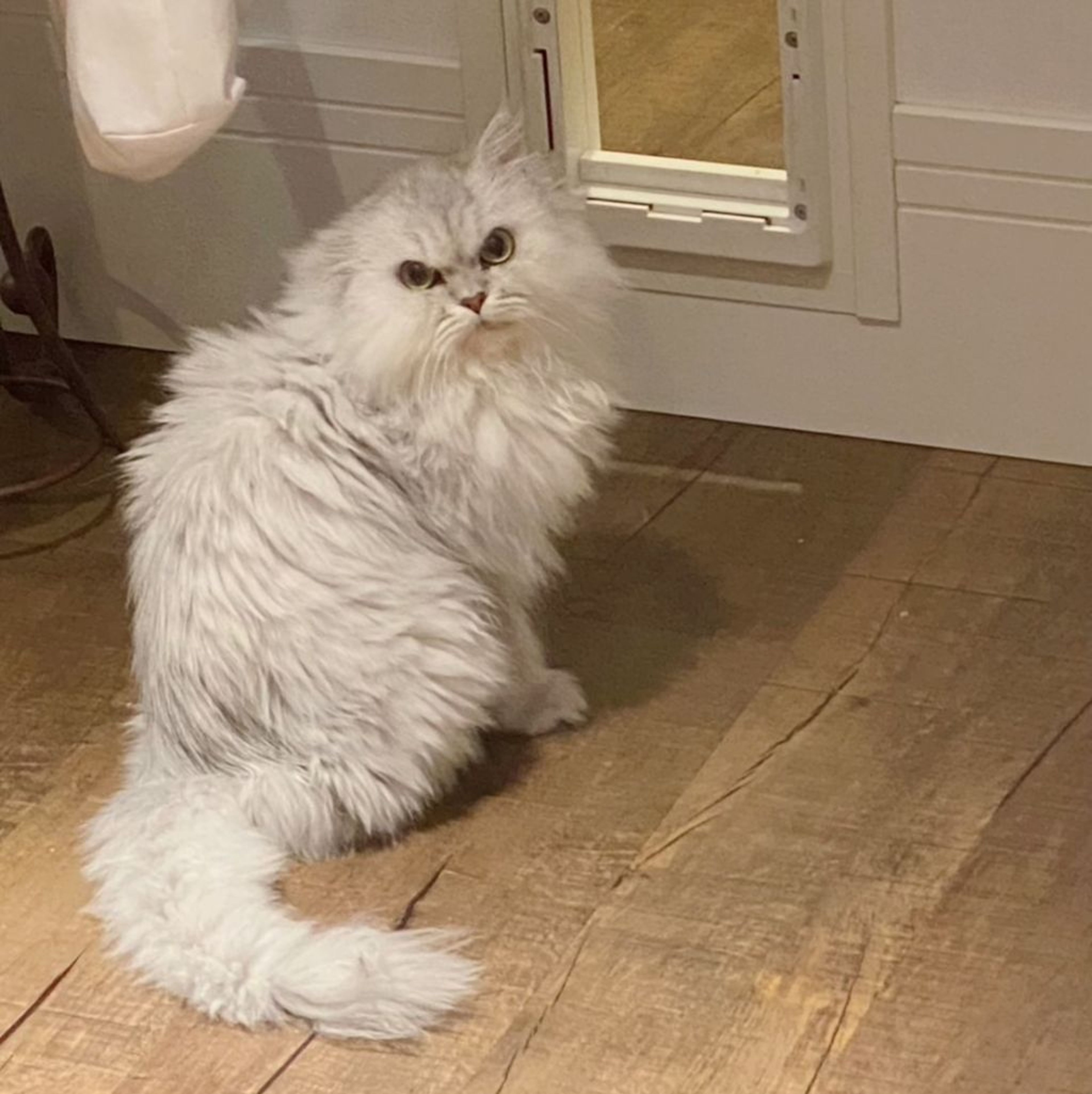 pet-image-2