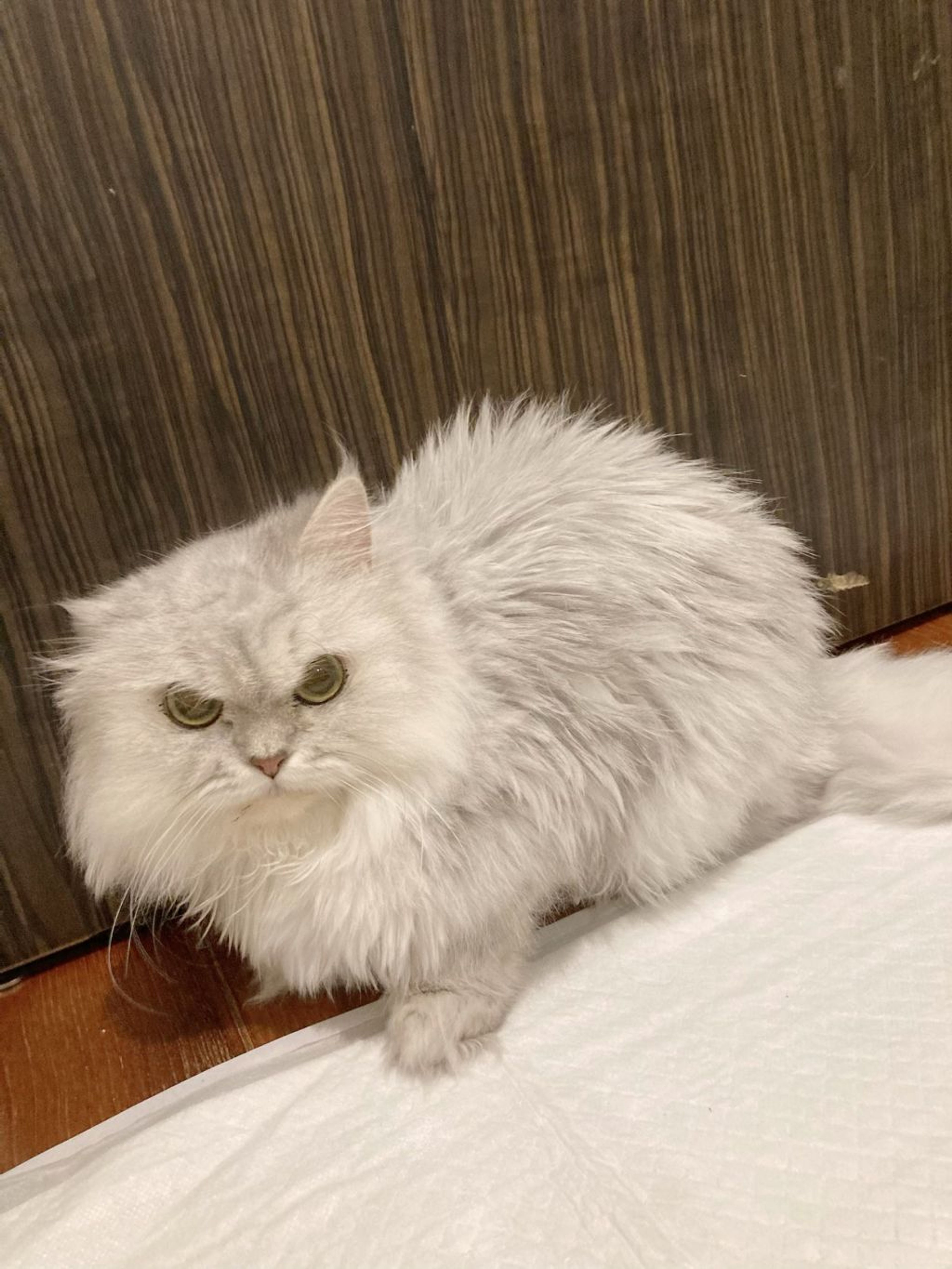 pet-image-4