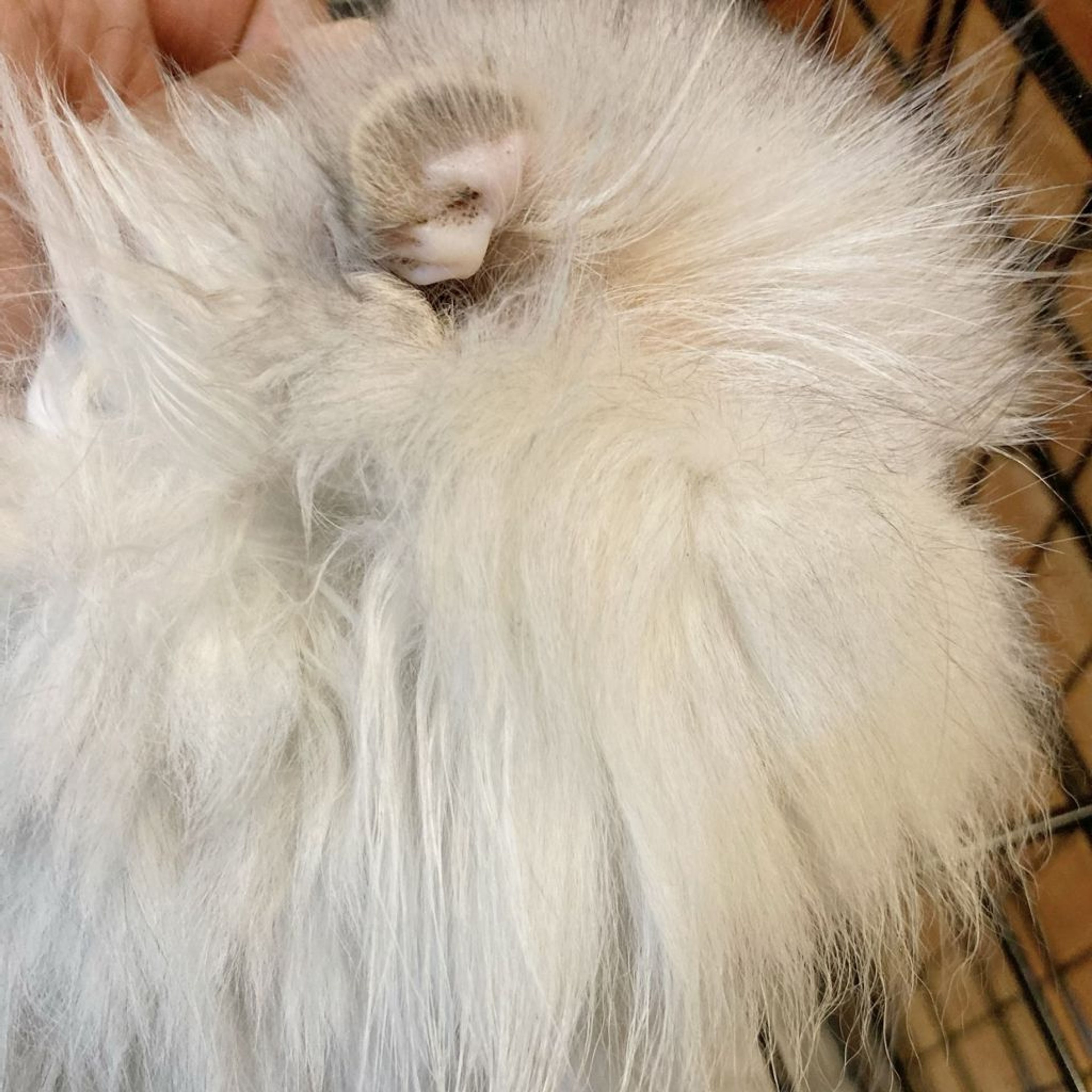 pet-image-5