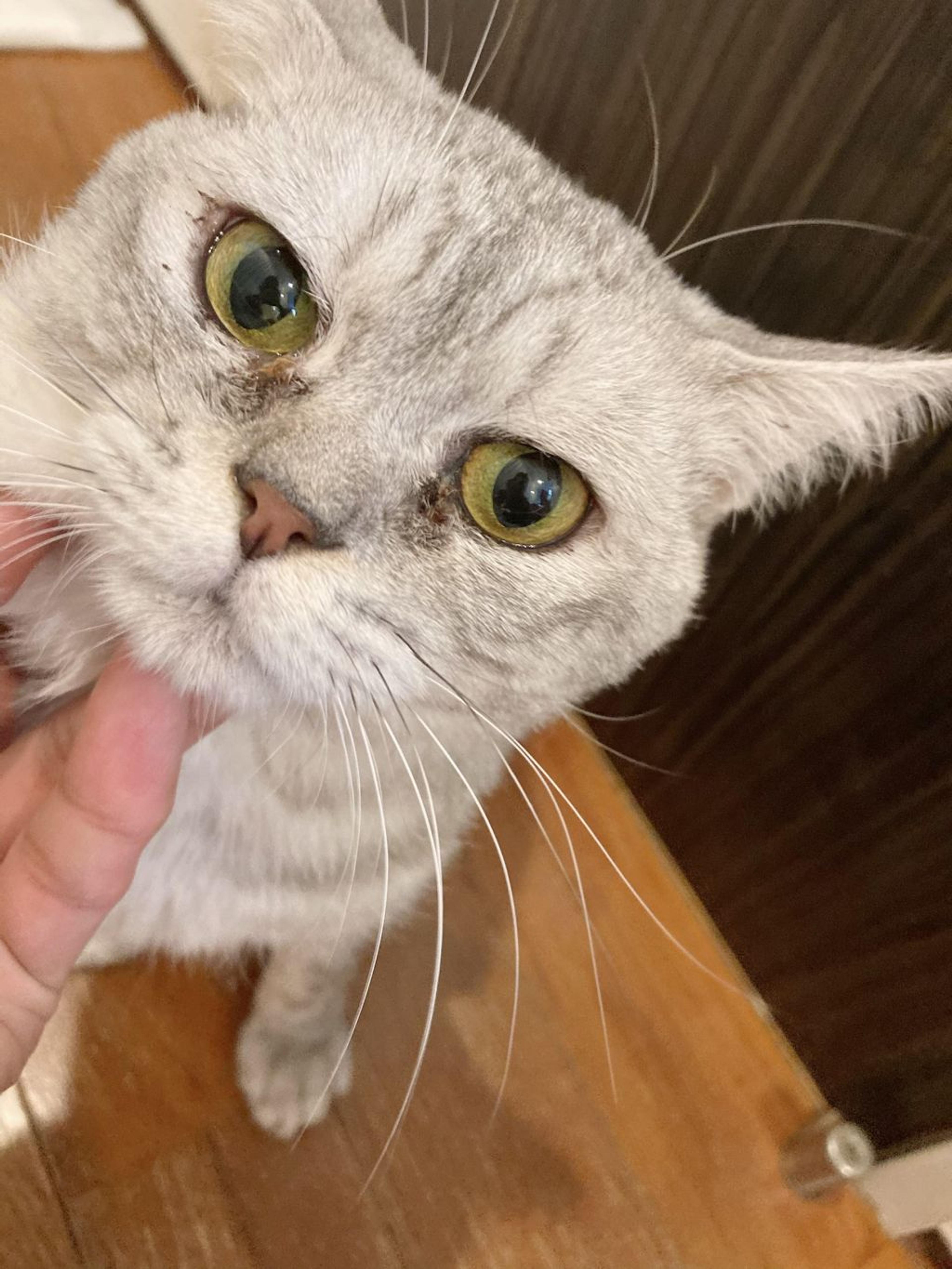 pet-image-2