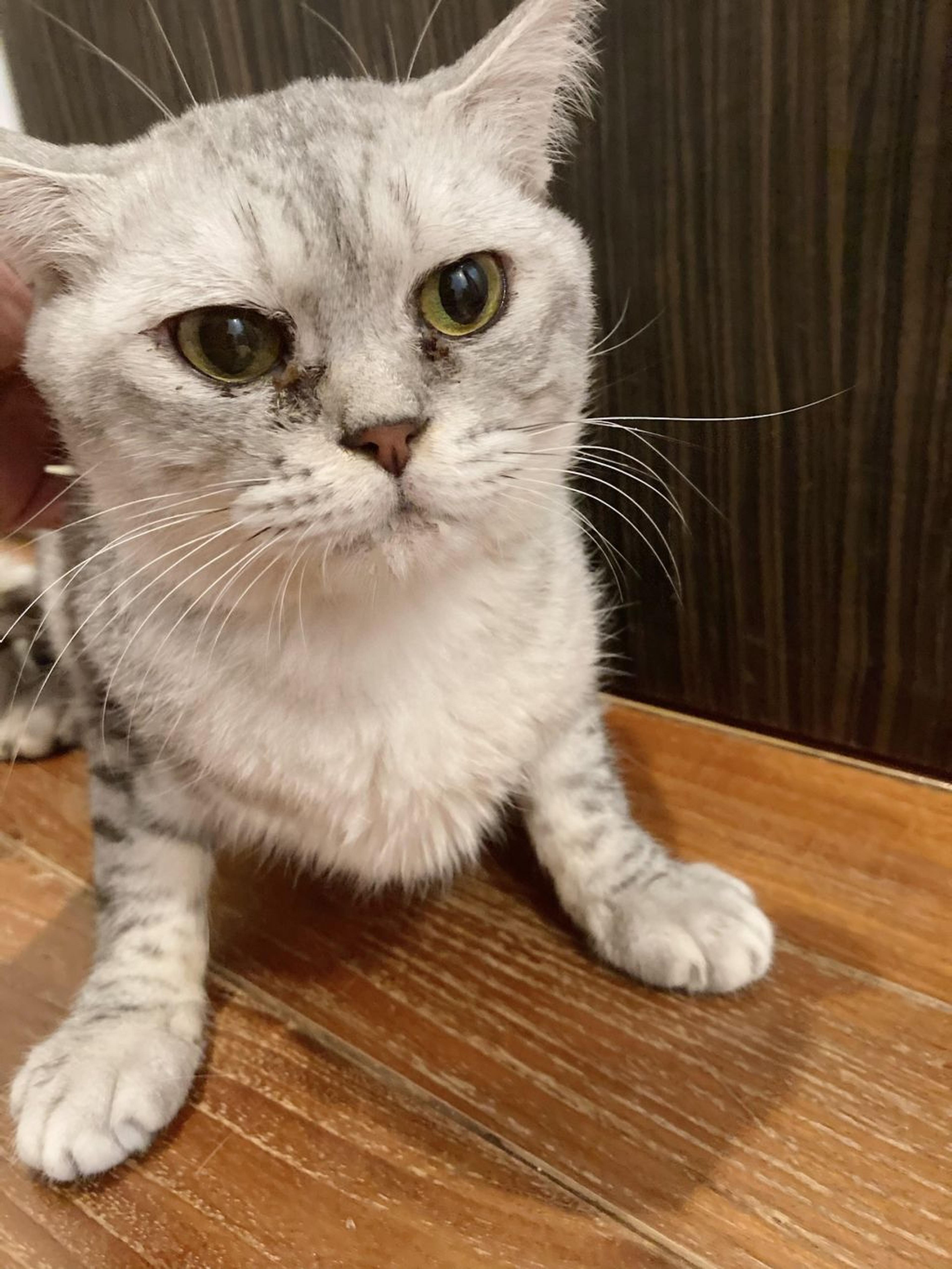 pet-image-3