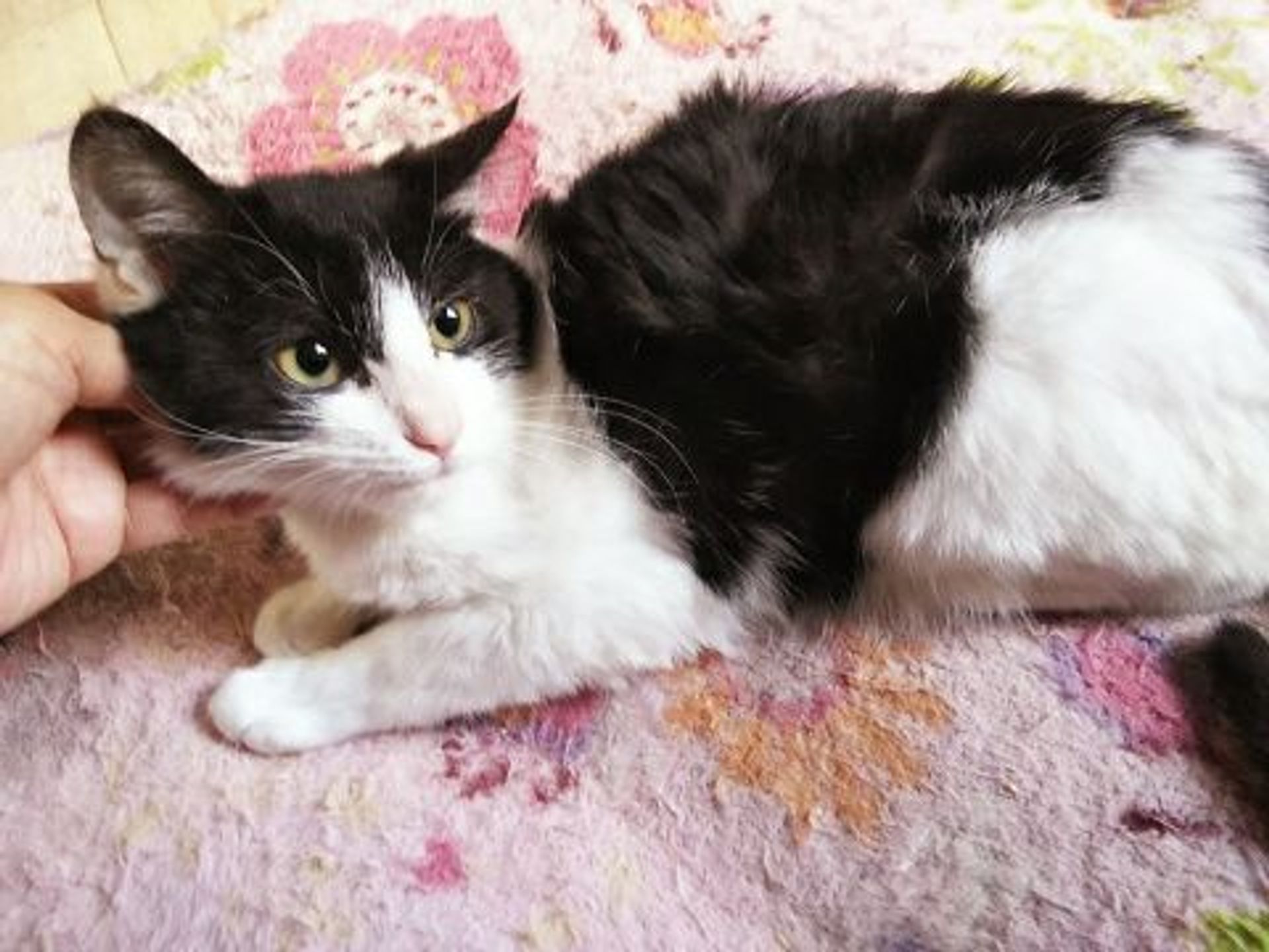 雑種（ミックス猫）・オスの里親募集の写真