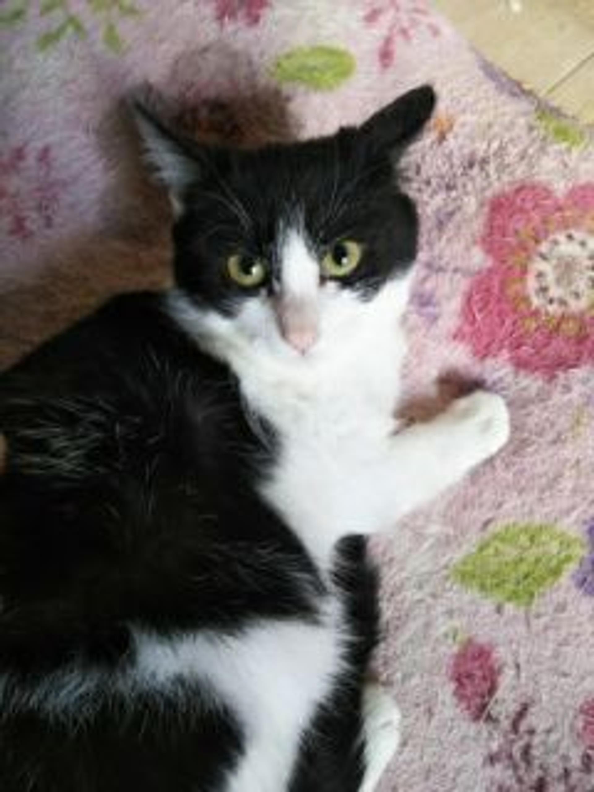 pet-image-2