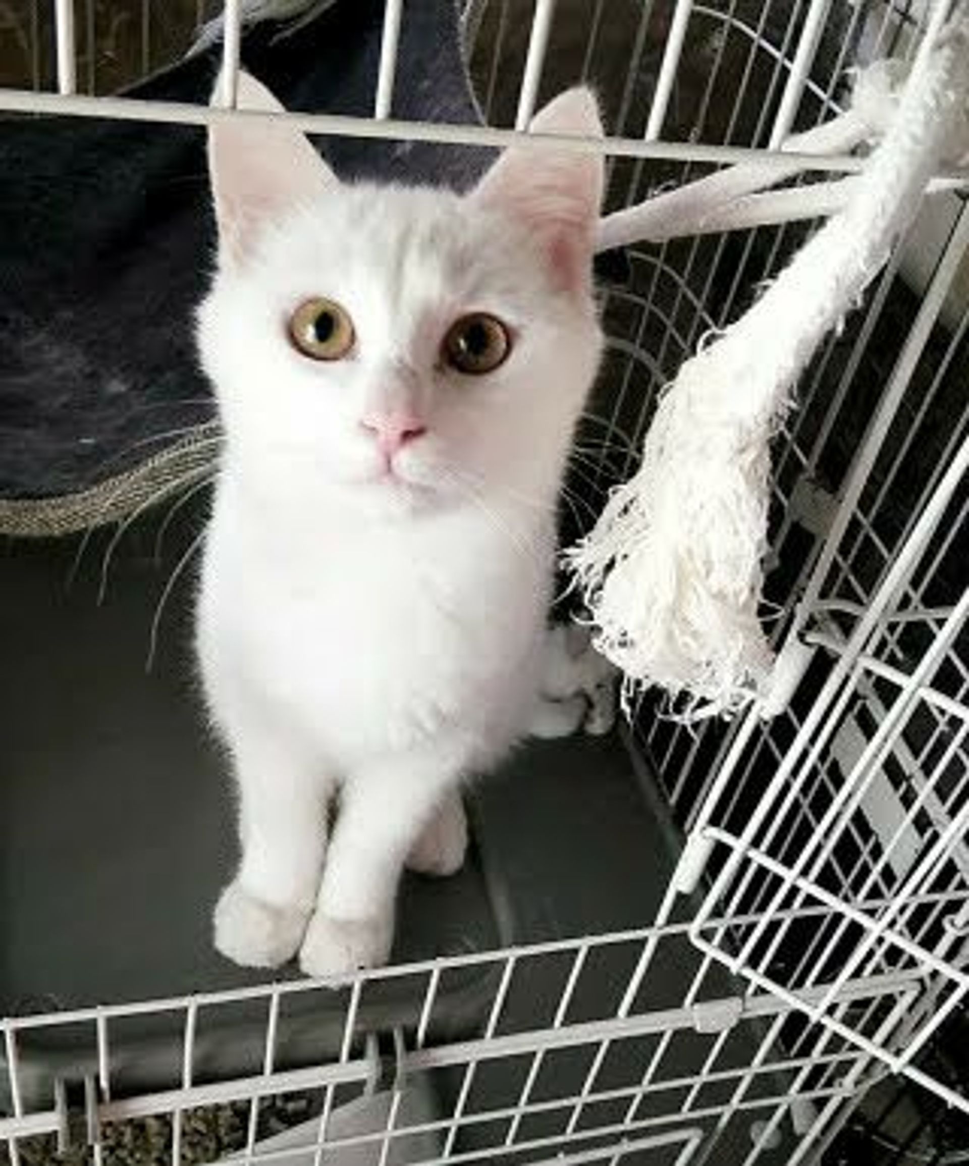雑種（ミックス猫）・オスの里親募集の写真
