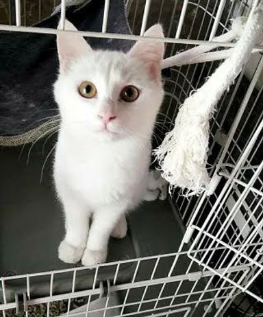 マシュマロの写真
