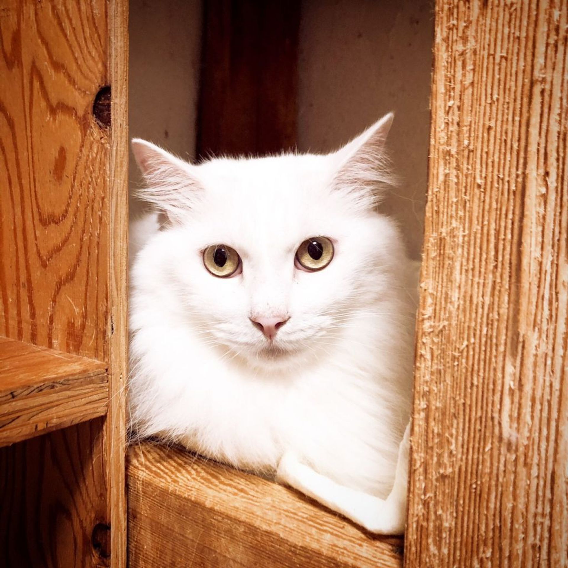 雑種（ミックス猫）・オスの里親募集の写真