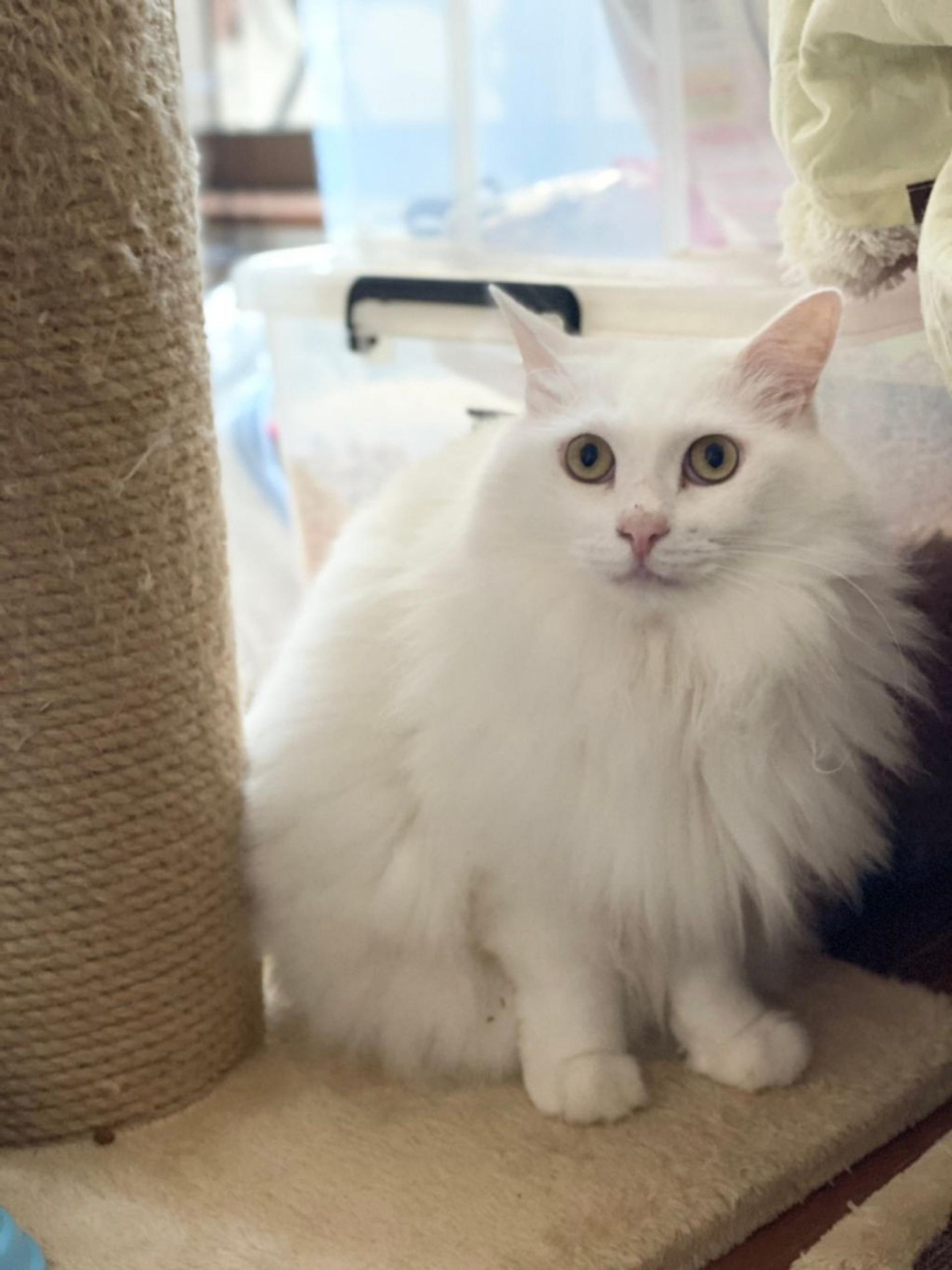 pet-image-3