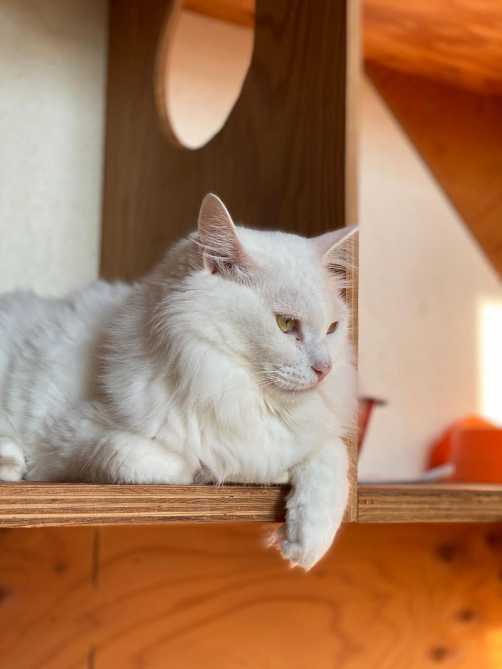 pet-image-5