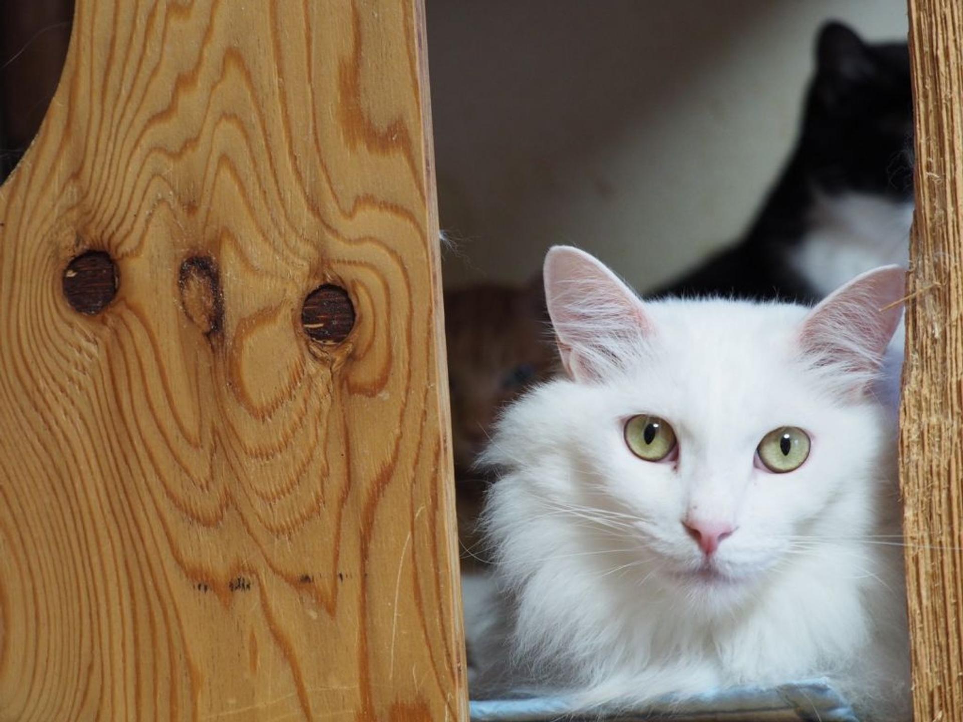 pet-image-6