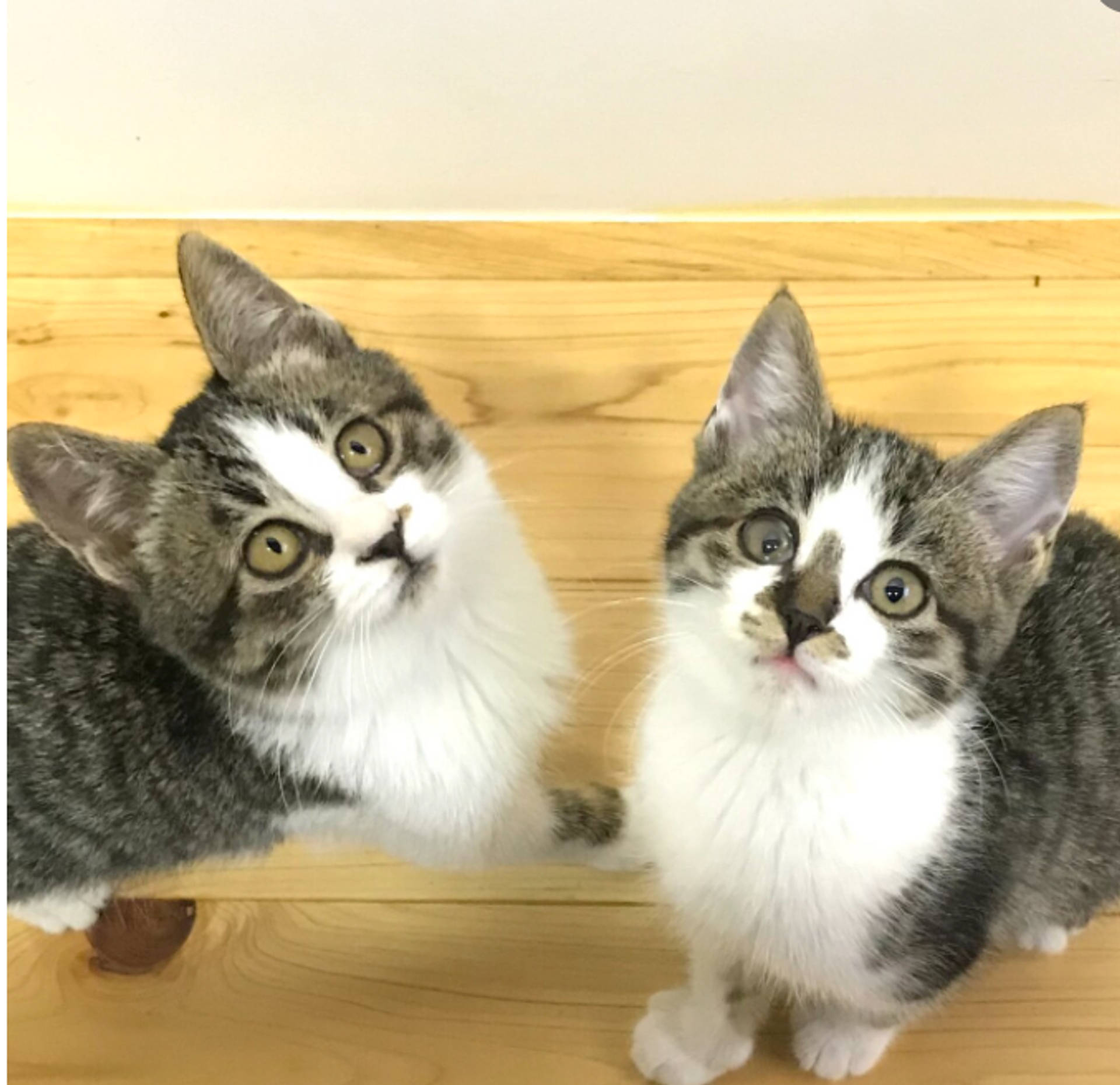 雑種（ミックス猫）・メスの里親募集の写真