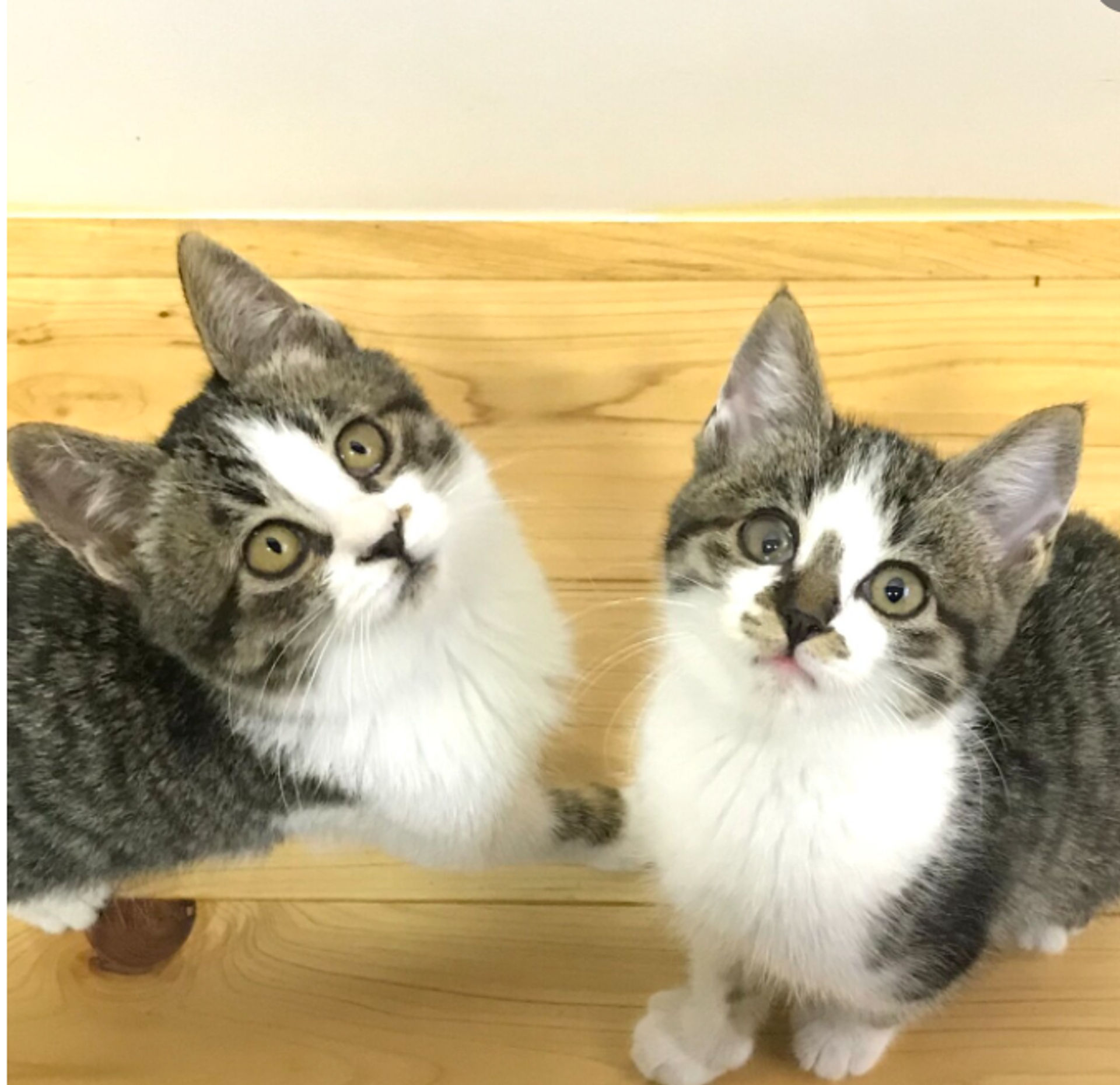 雑種（ミックス猫）・メスの里親募集の写真