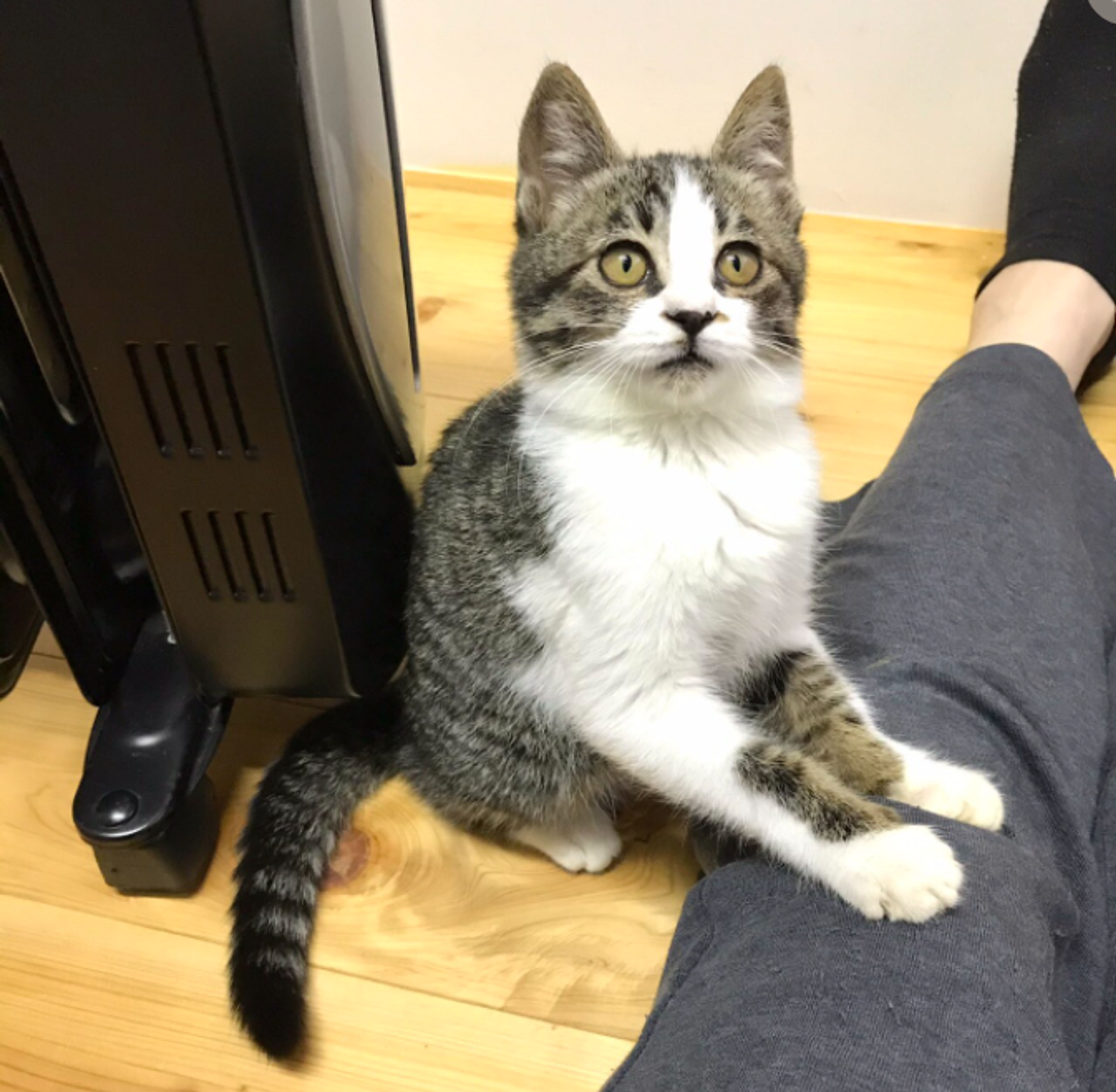 pet-image-7