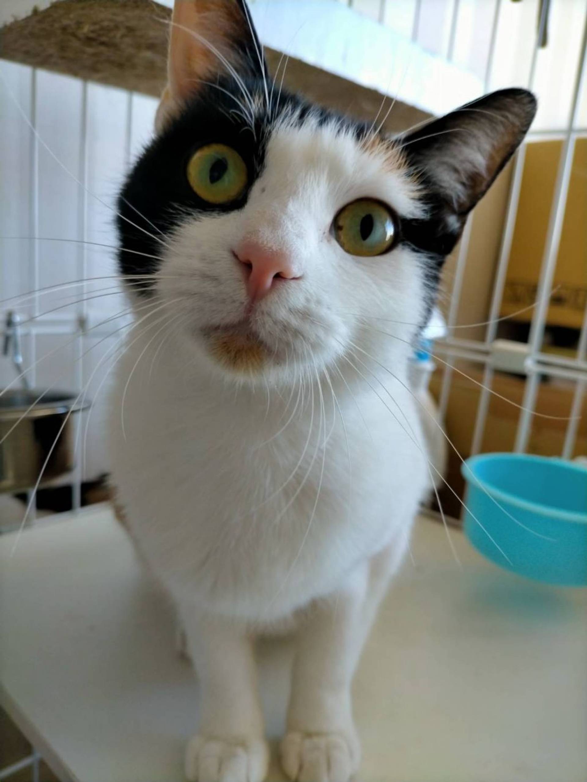 雑種（ミックス猫）・メスの里親募集の写真