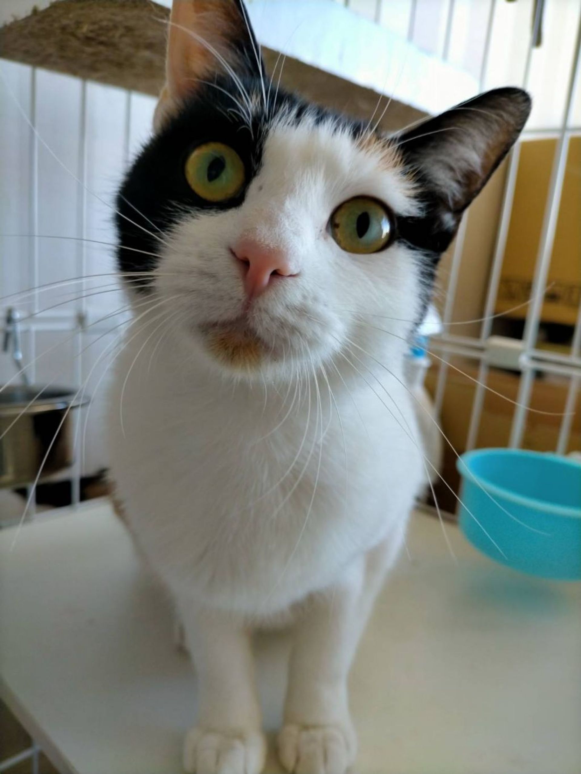 雑種（ミックス猫）・メスの里親募集の写真
