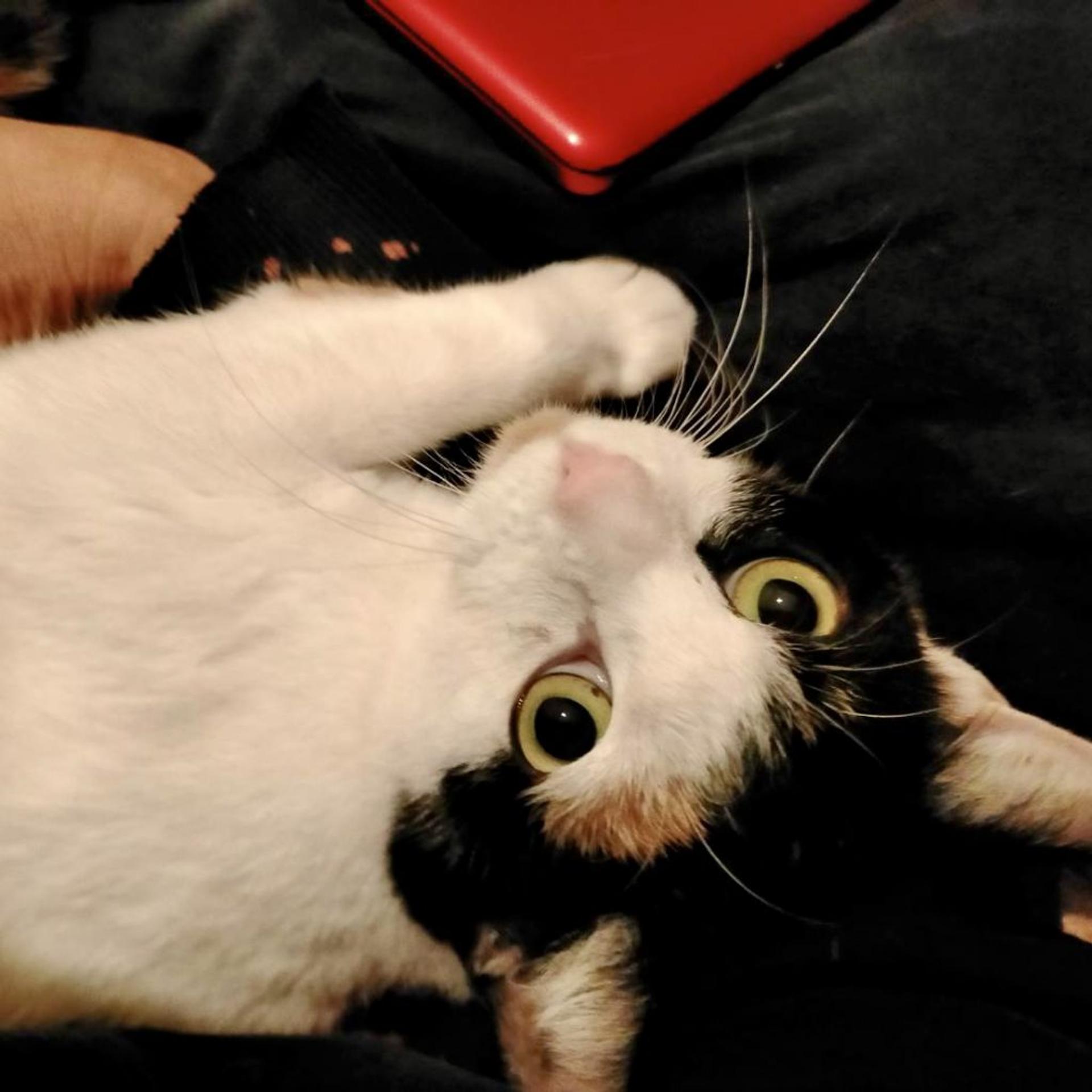 pet-image-2