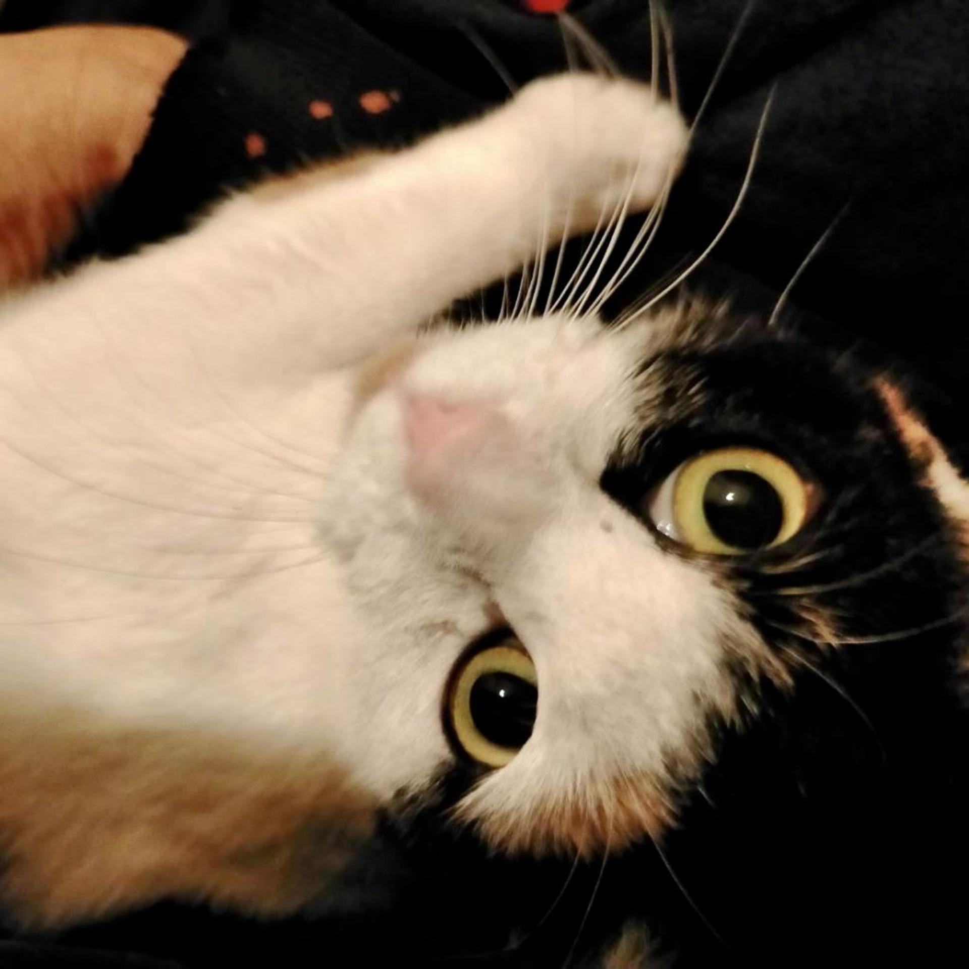 pet-image-3