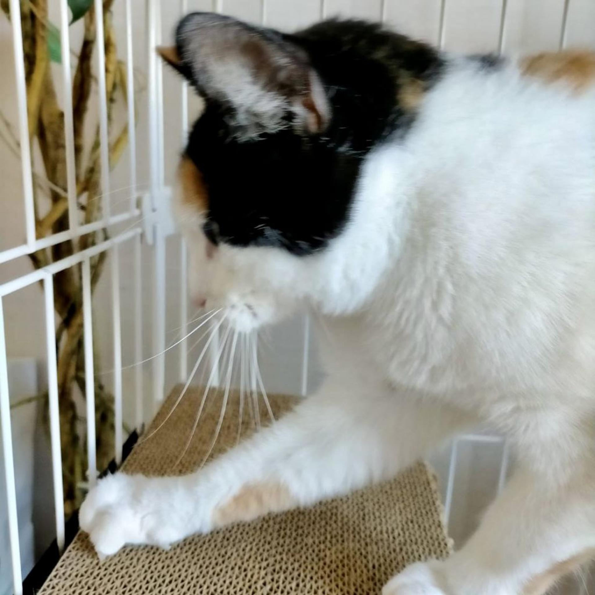 pet-image-5