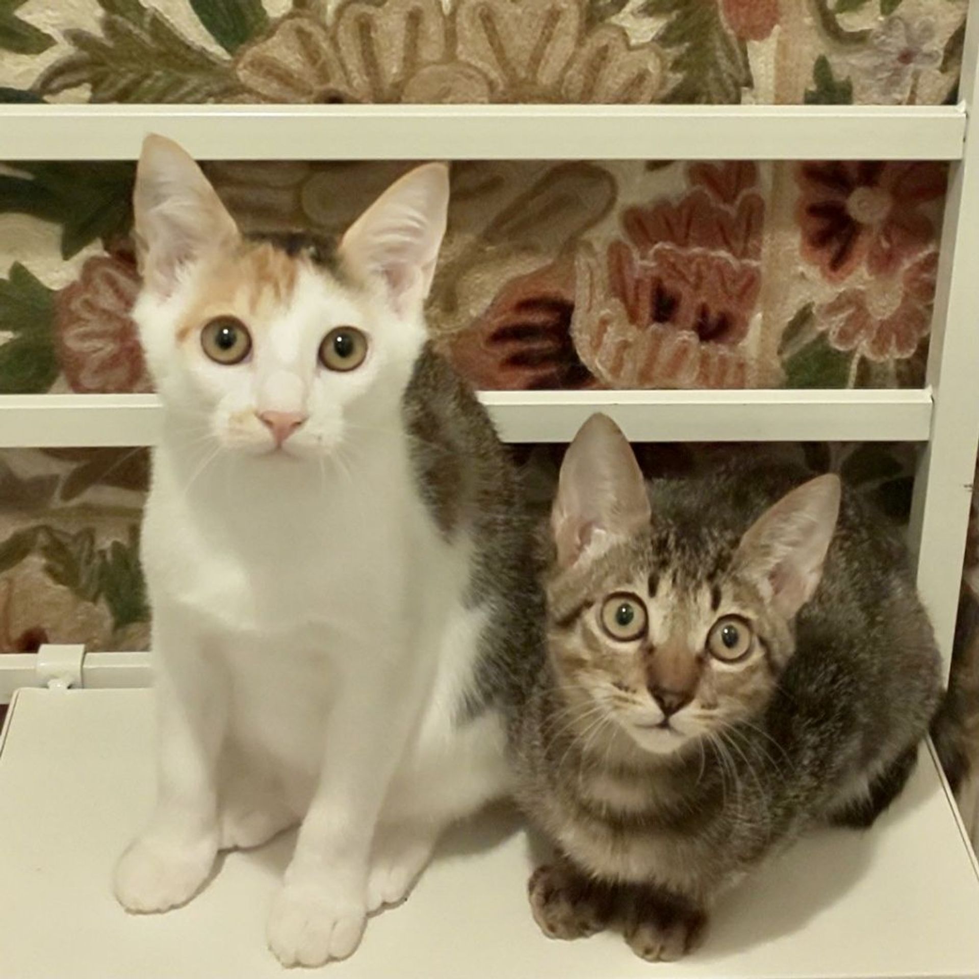 雑種（ミックス猫）・メスの里親募集の写真