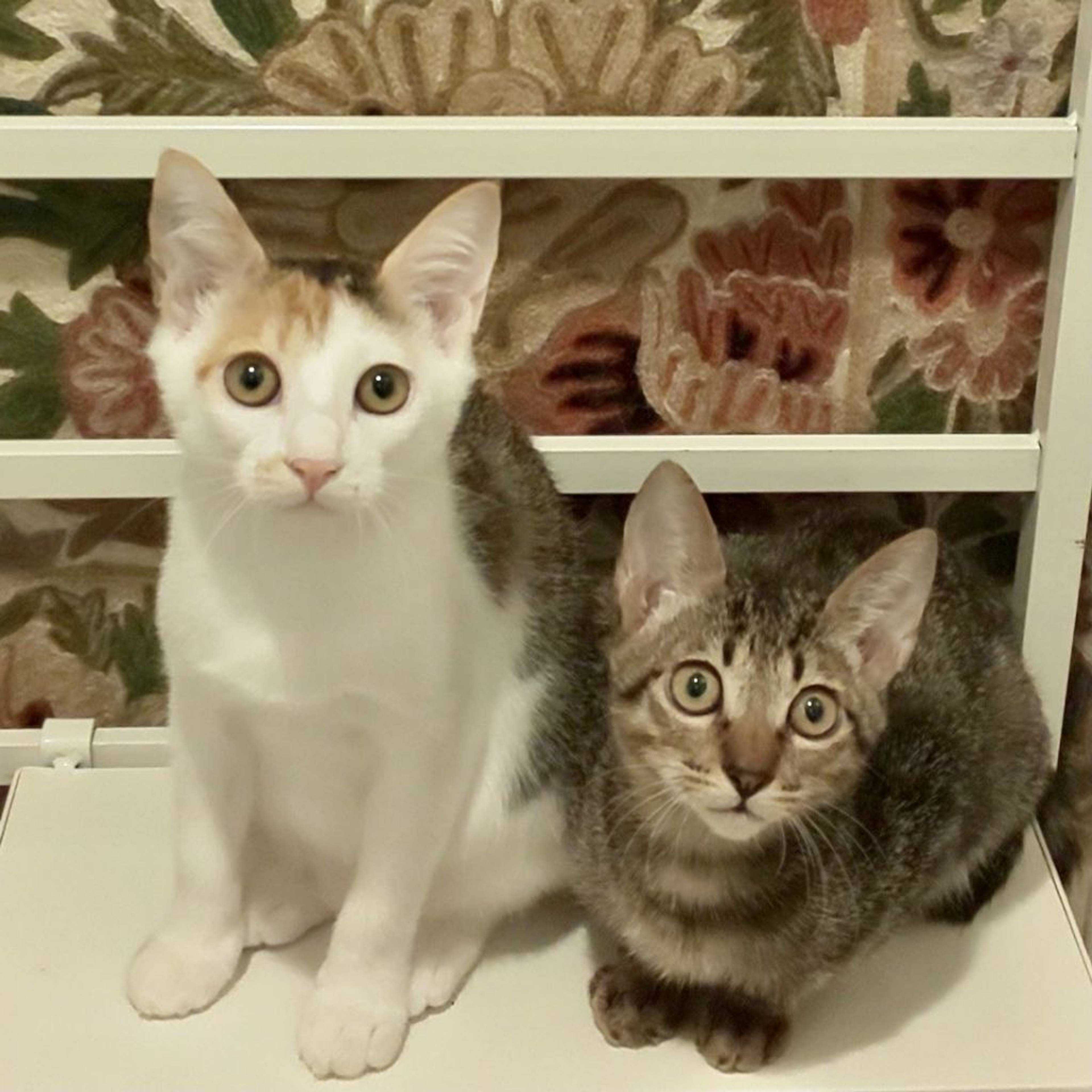 雑種（ミックス猫）・メスの里親募集の写真