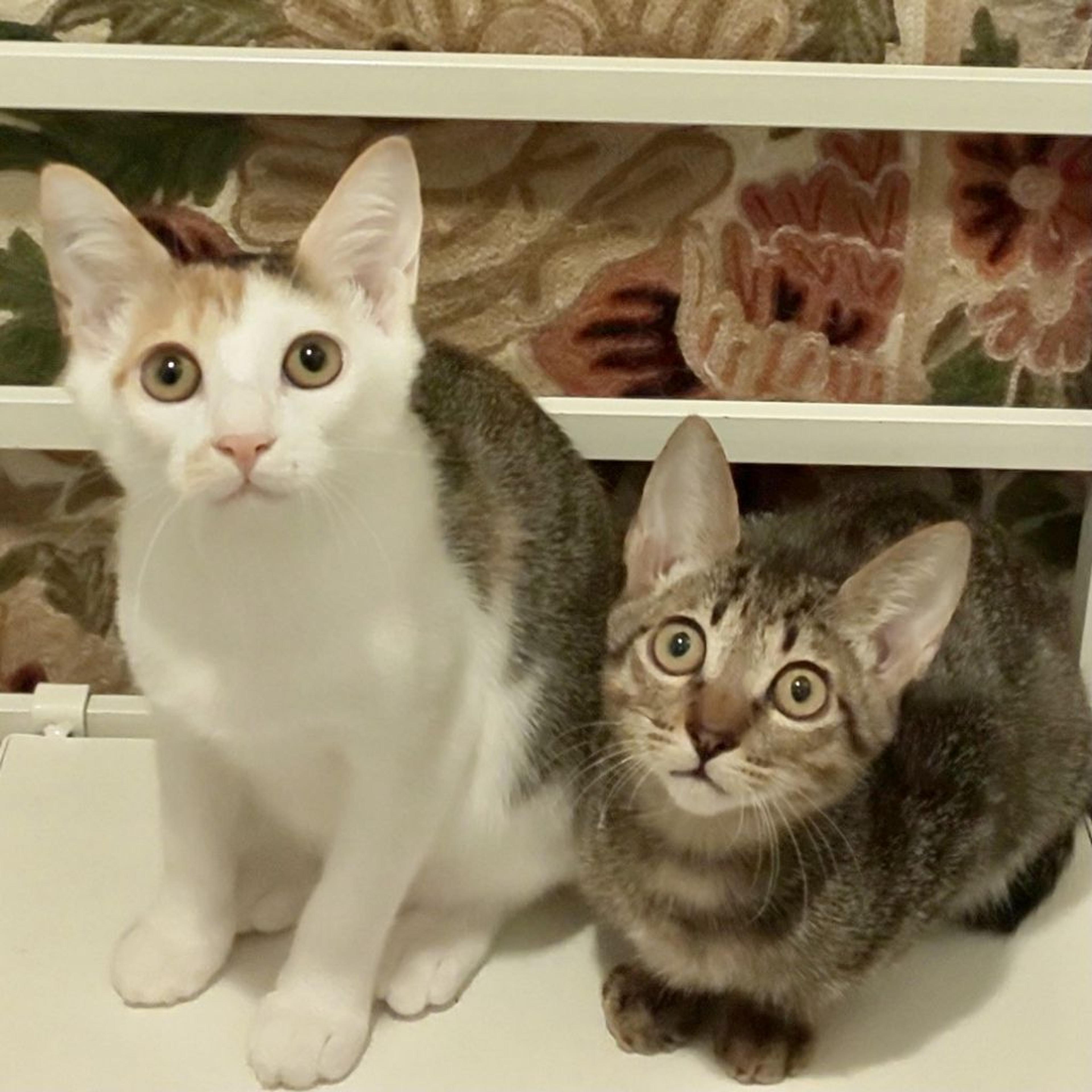 pet-image-2
