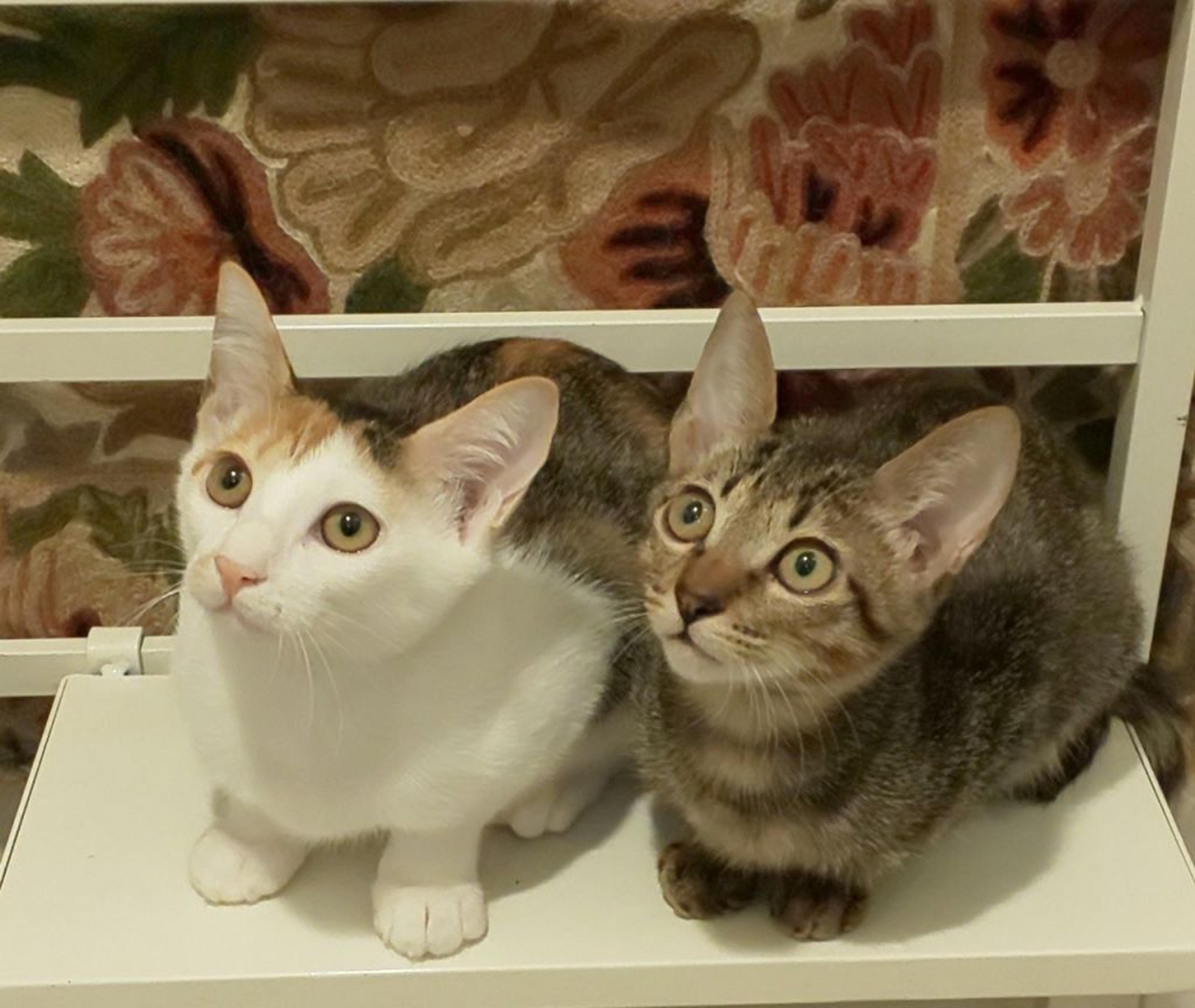 pet-image-4