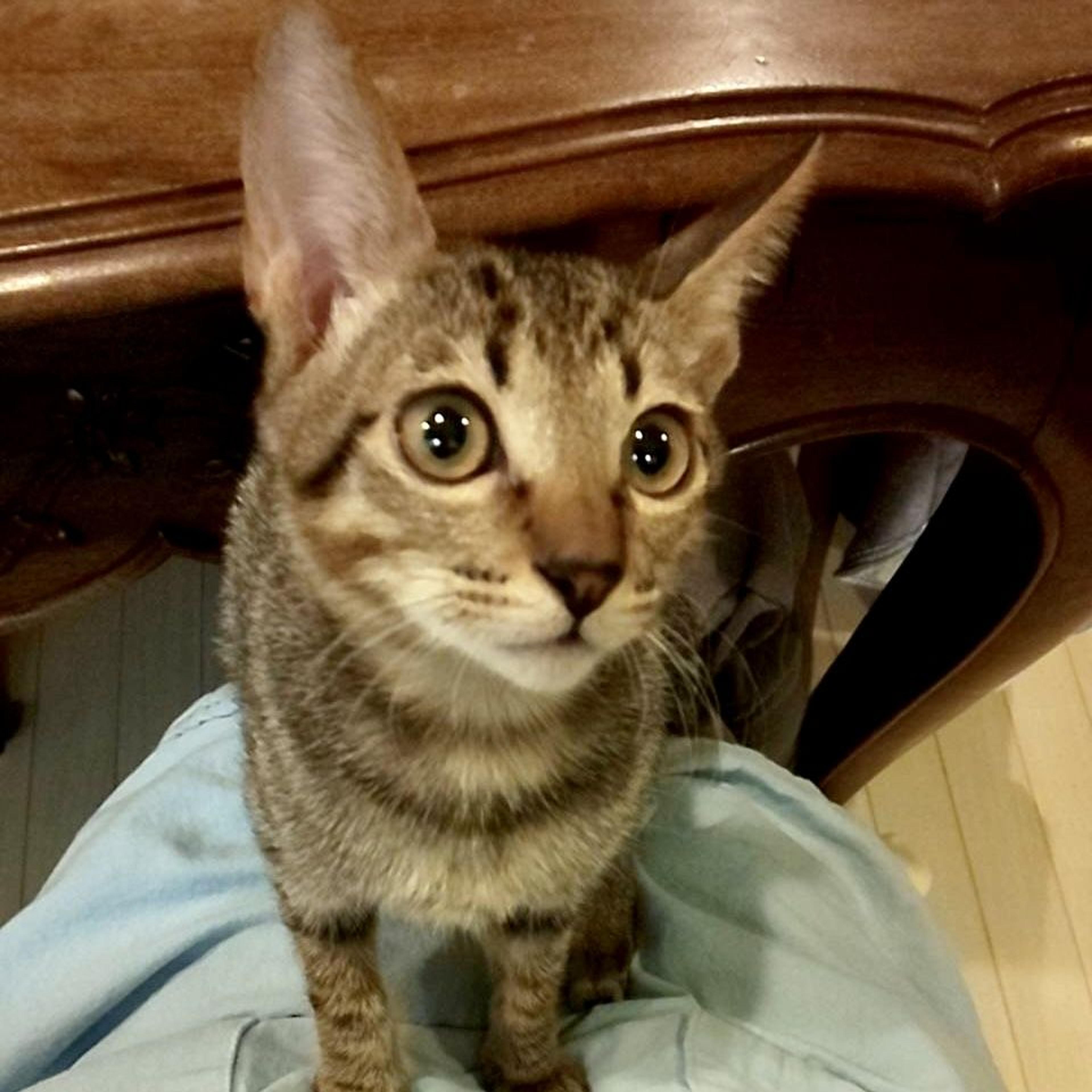 pet-image-5