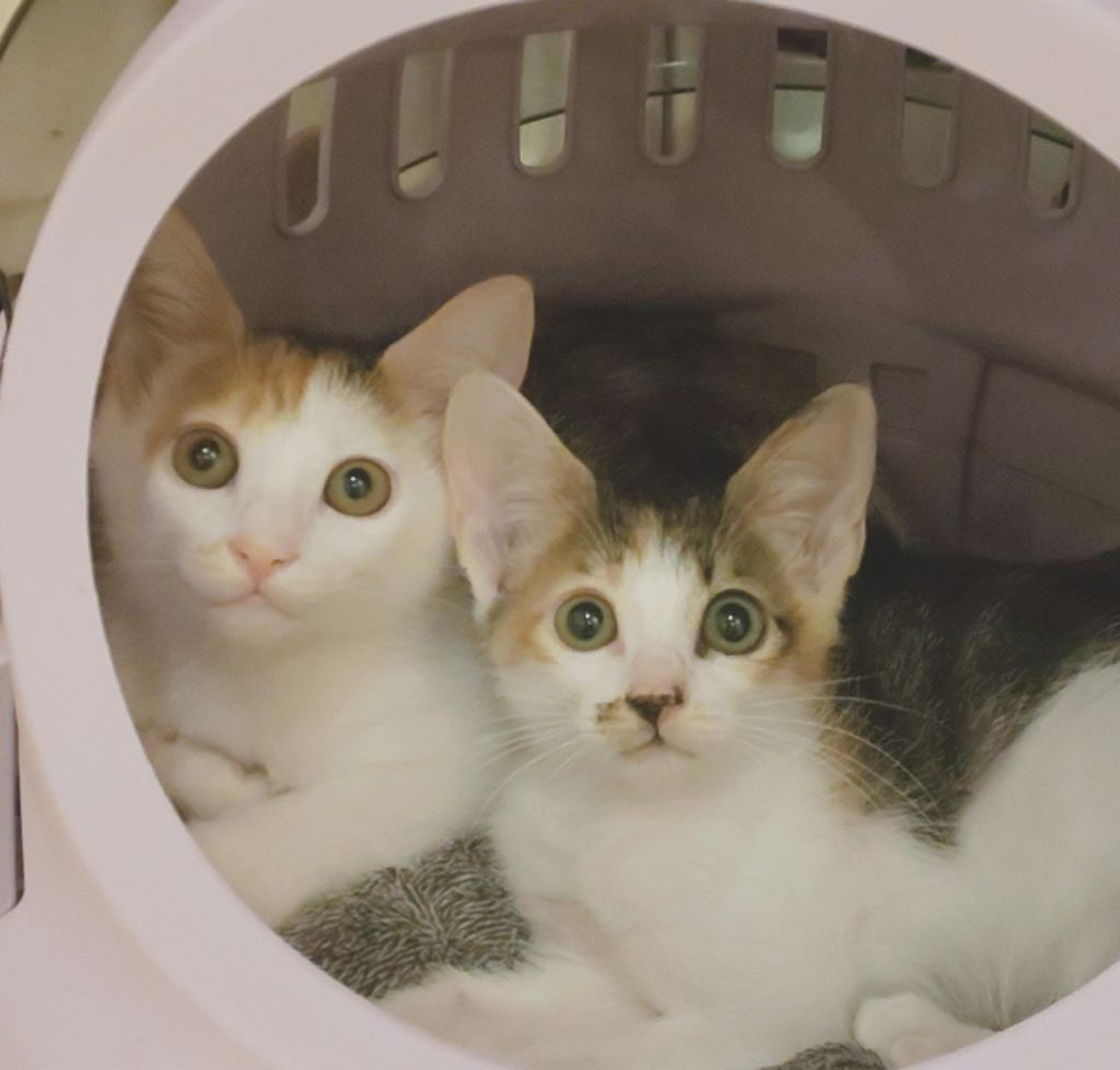 pet-image-7