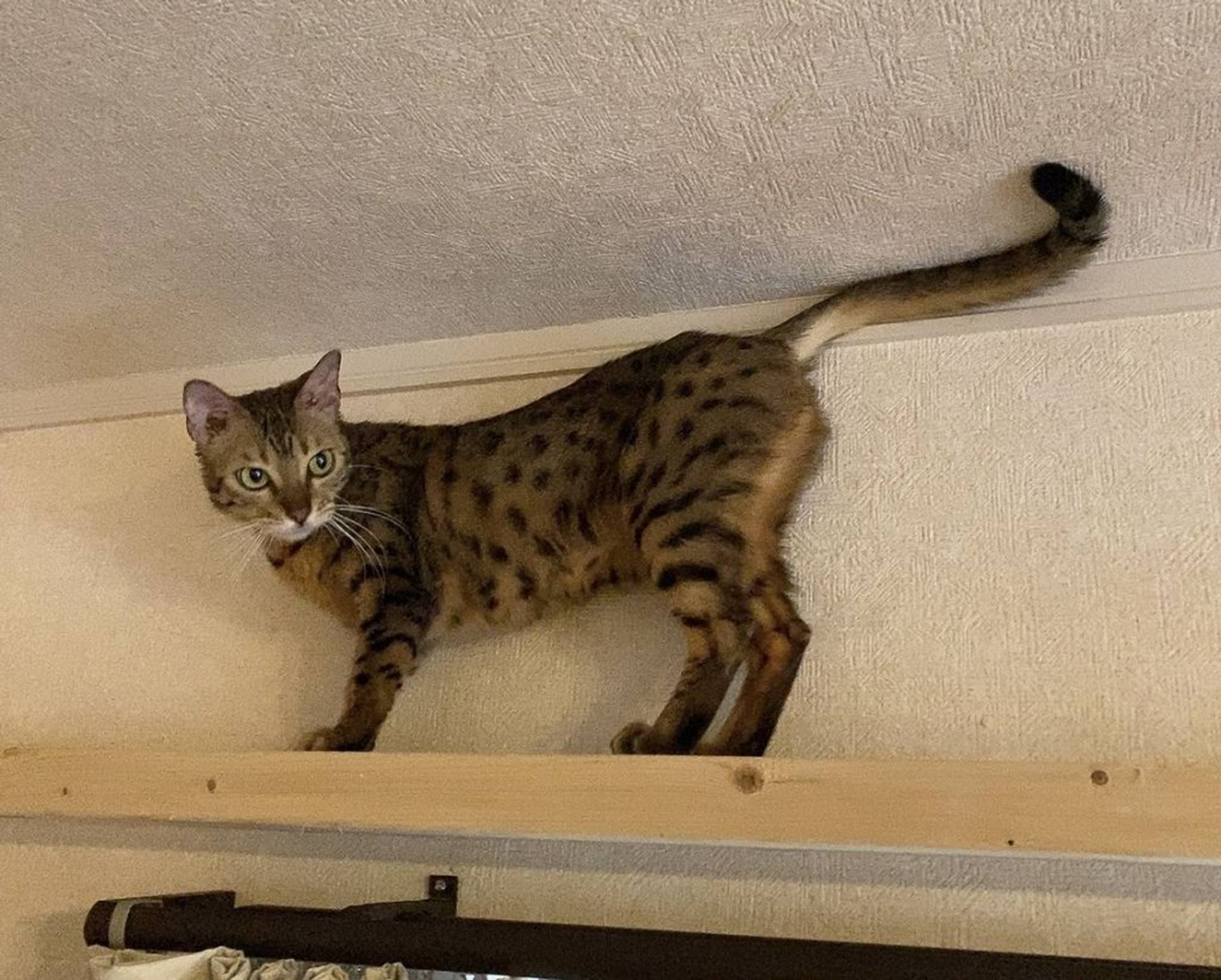 ベンガル・メスの里親募集の写真