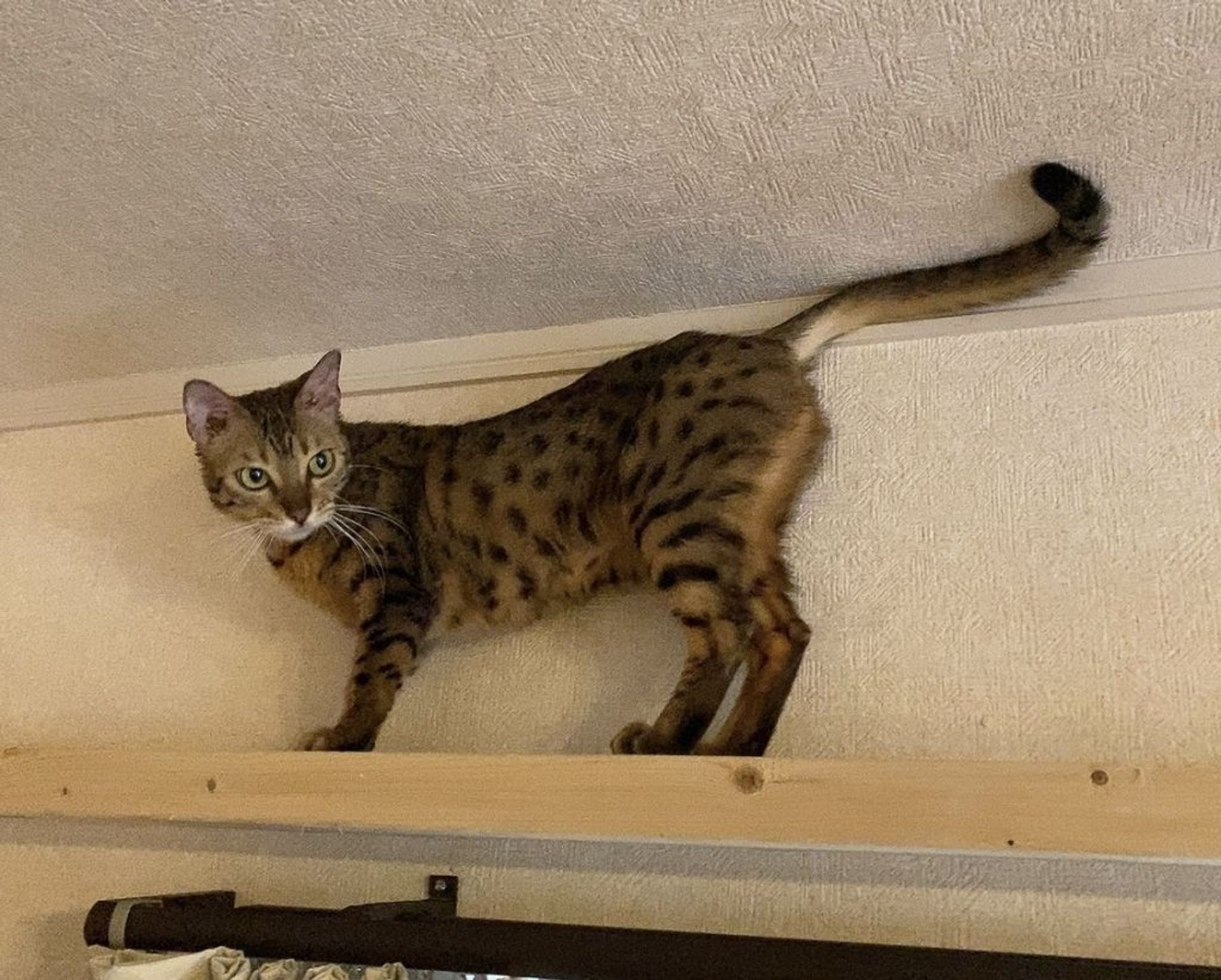 ベンガル・メスの里親募集の写真