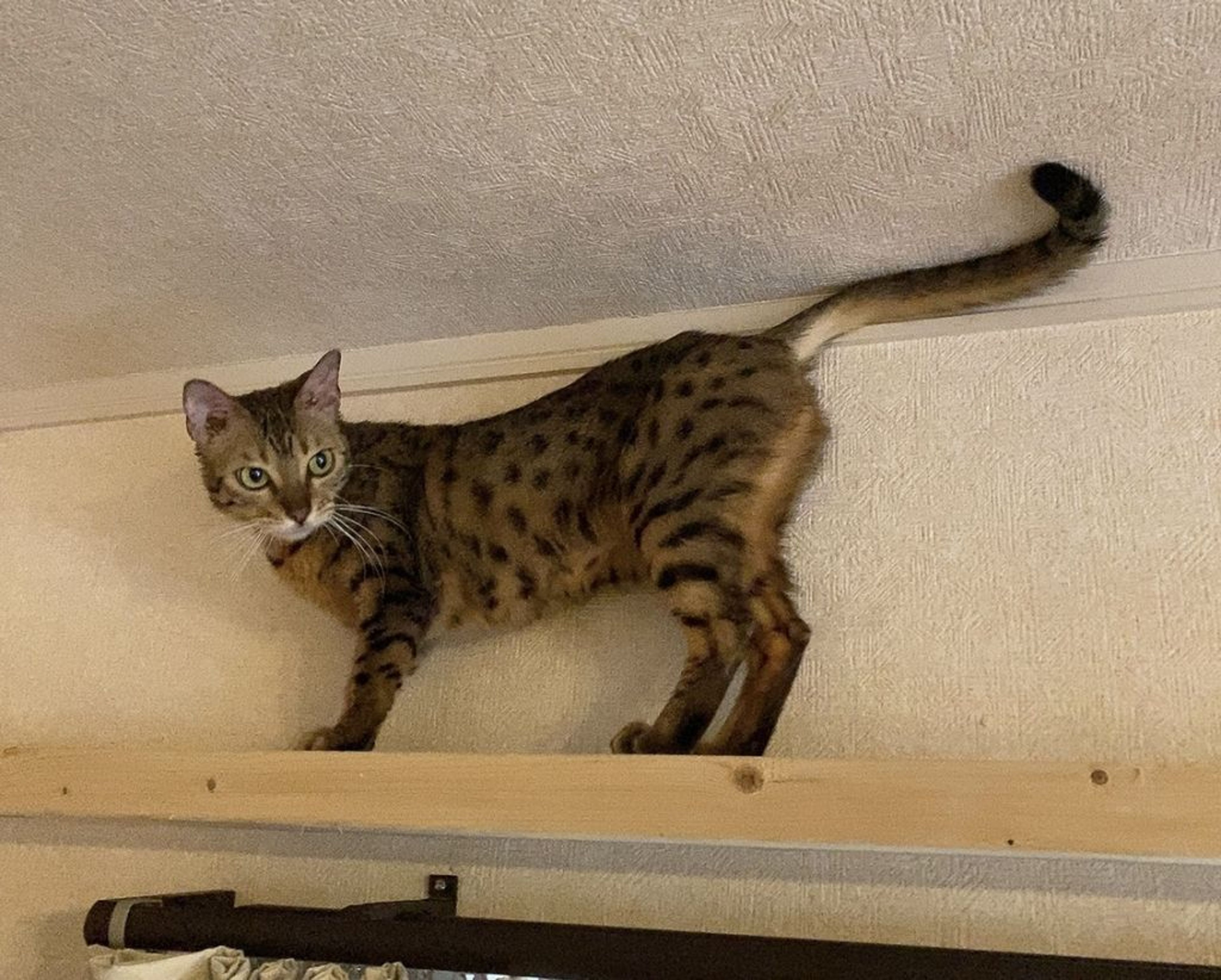 ベンガル・メスの里親募集の写真