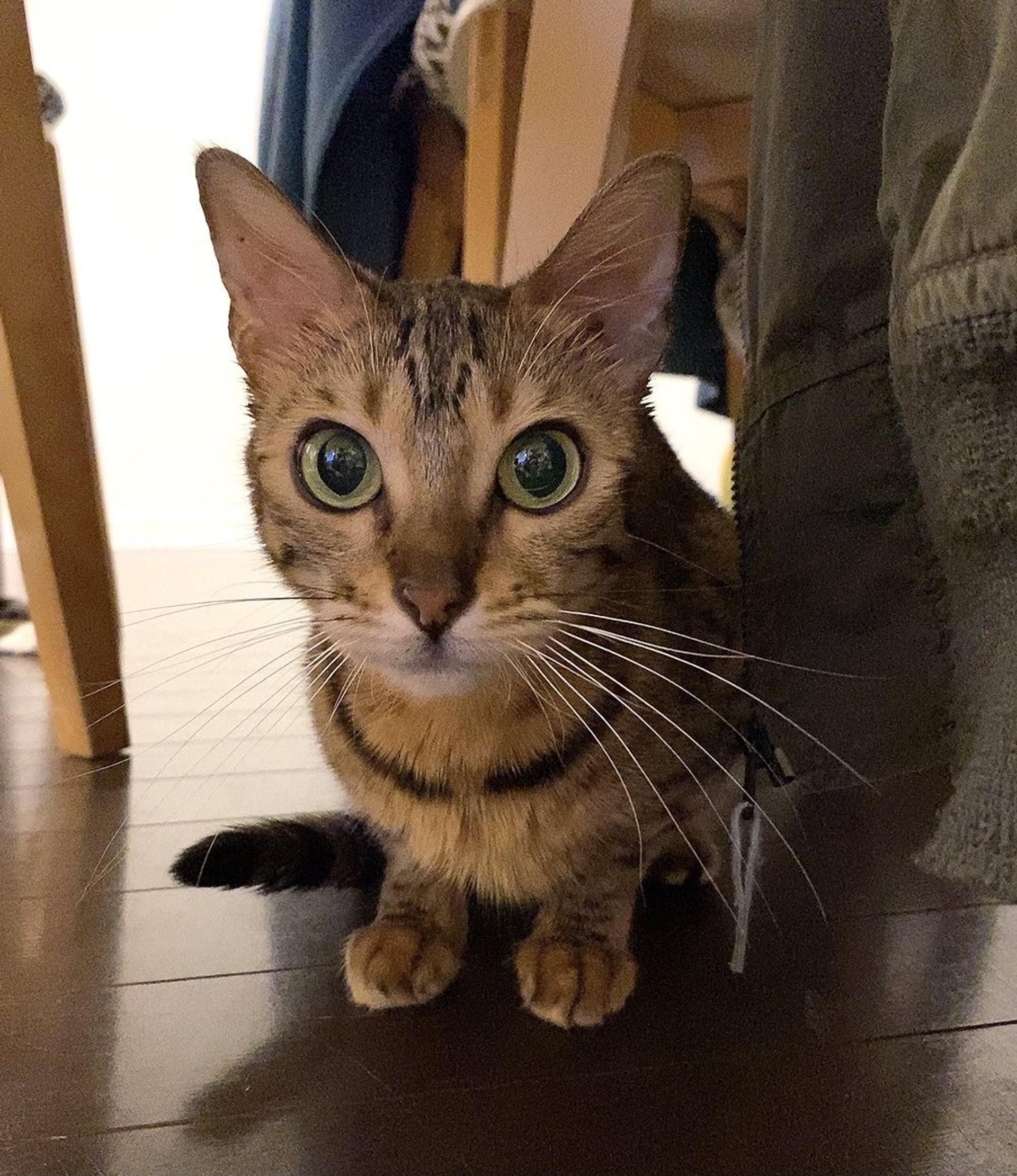 pet-image-7