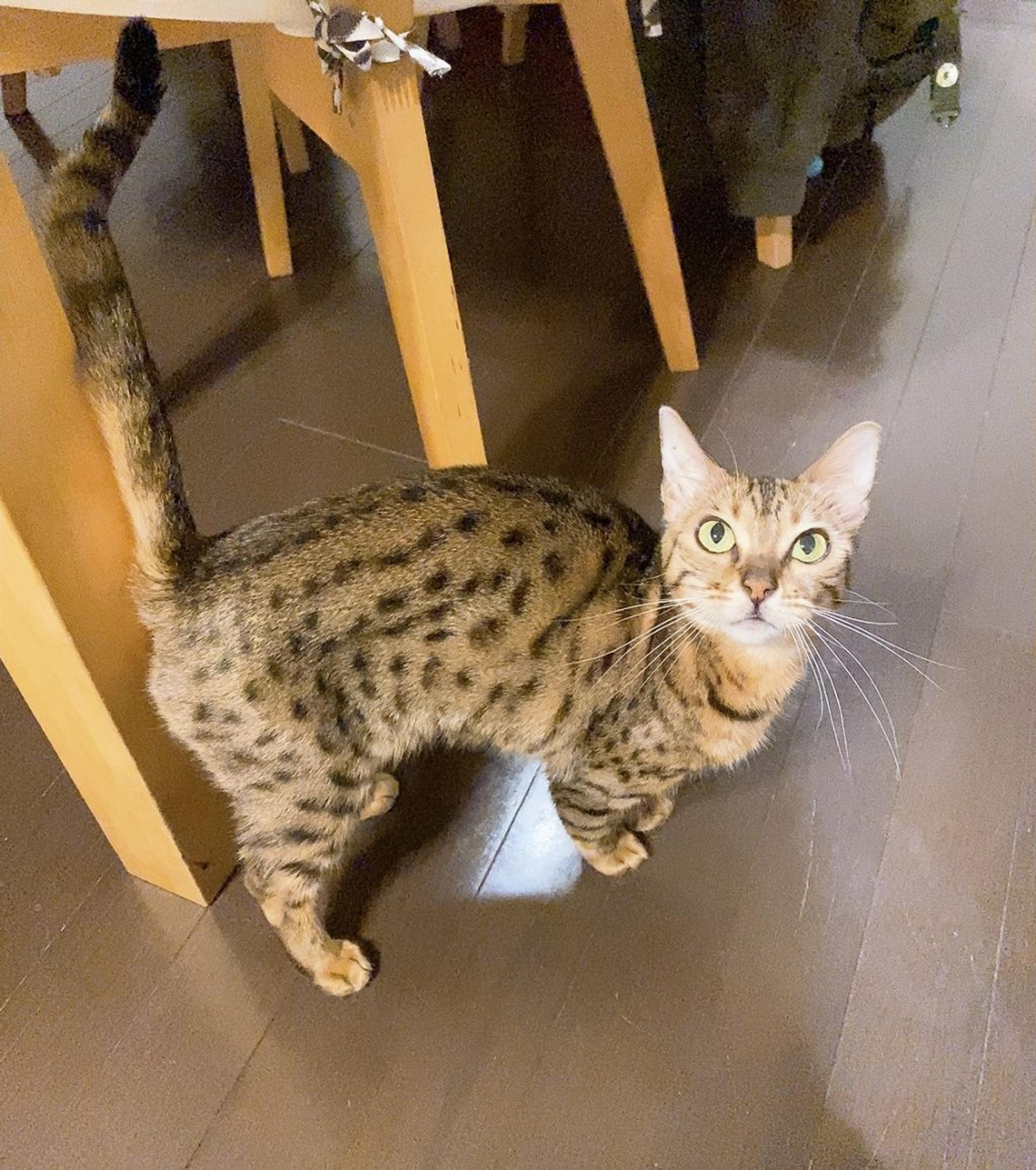 pet-image-8