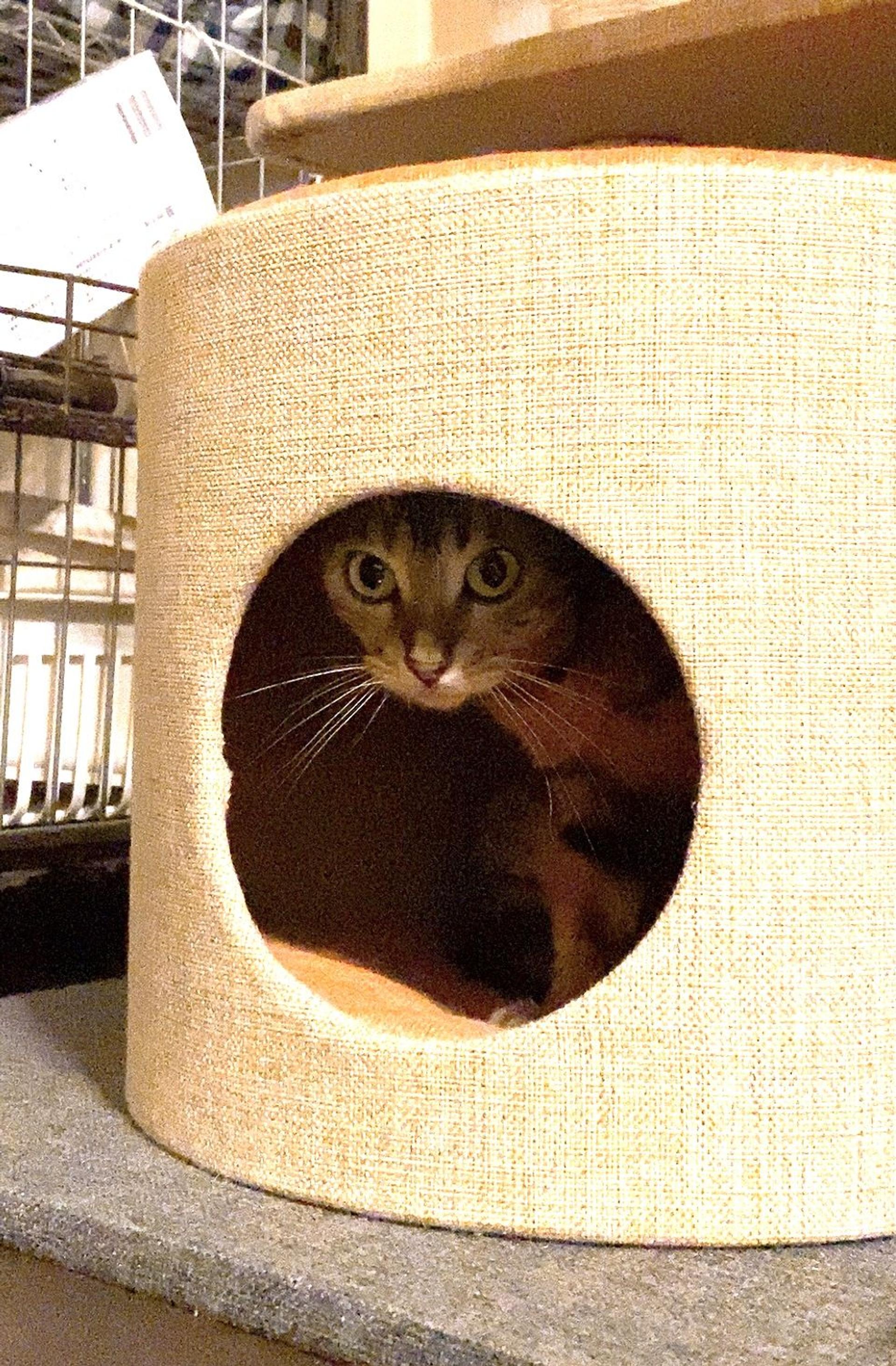 pet-image-9