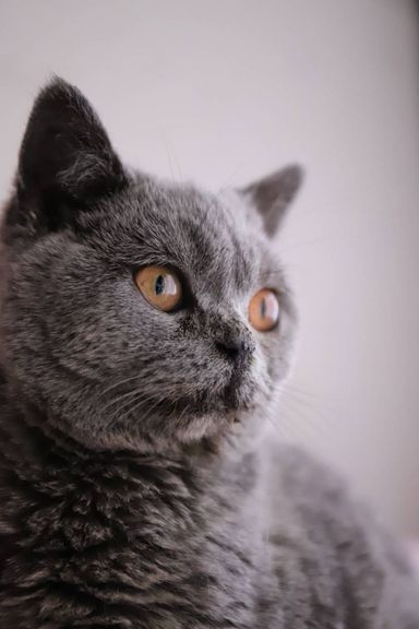 ぽんぽこの写真