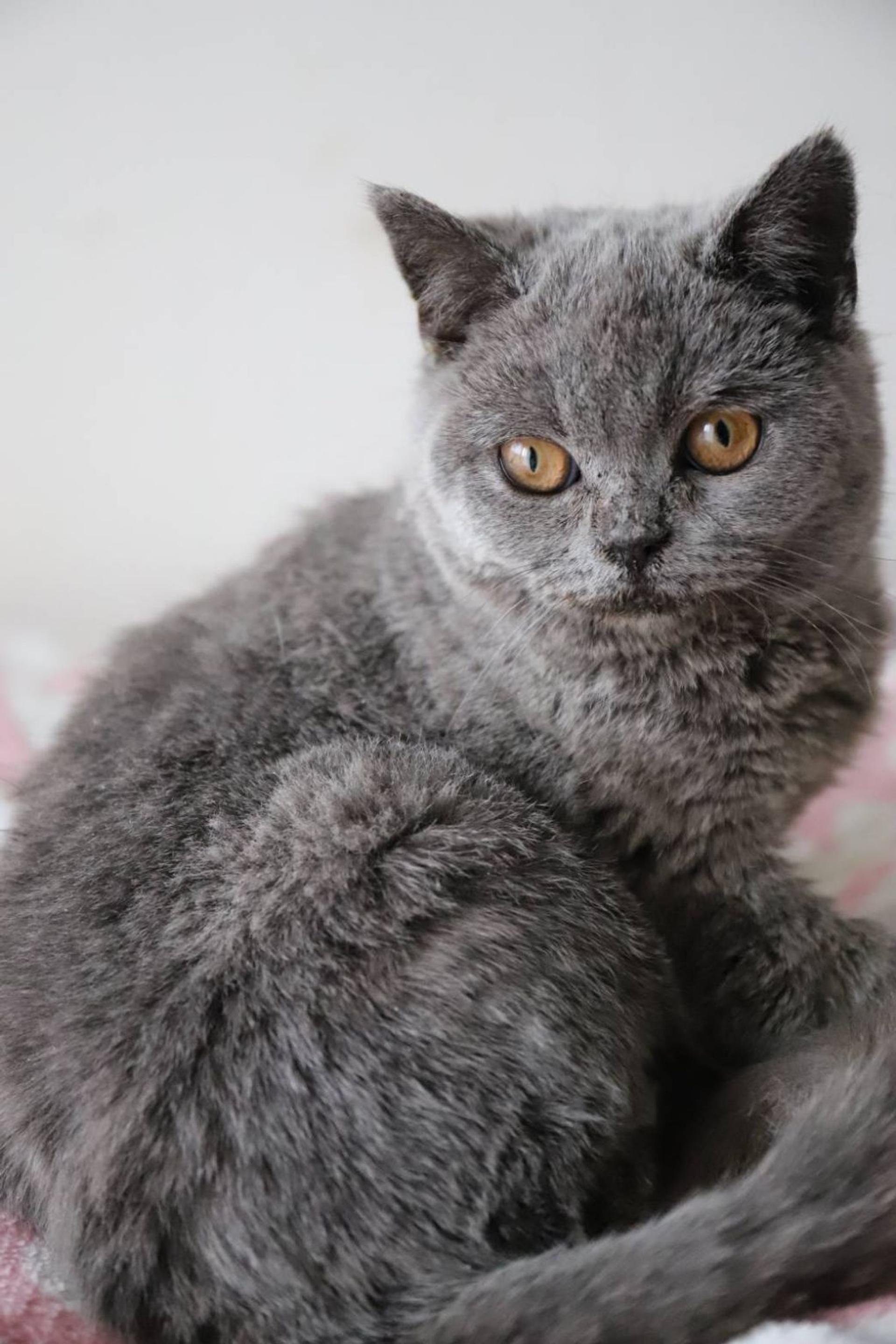 pet-image-5