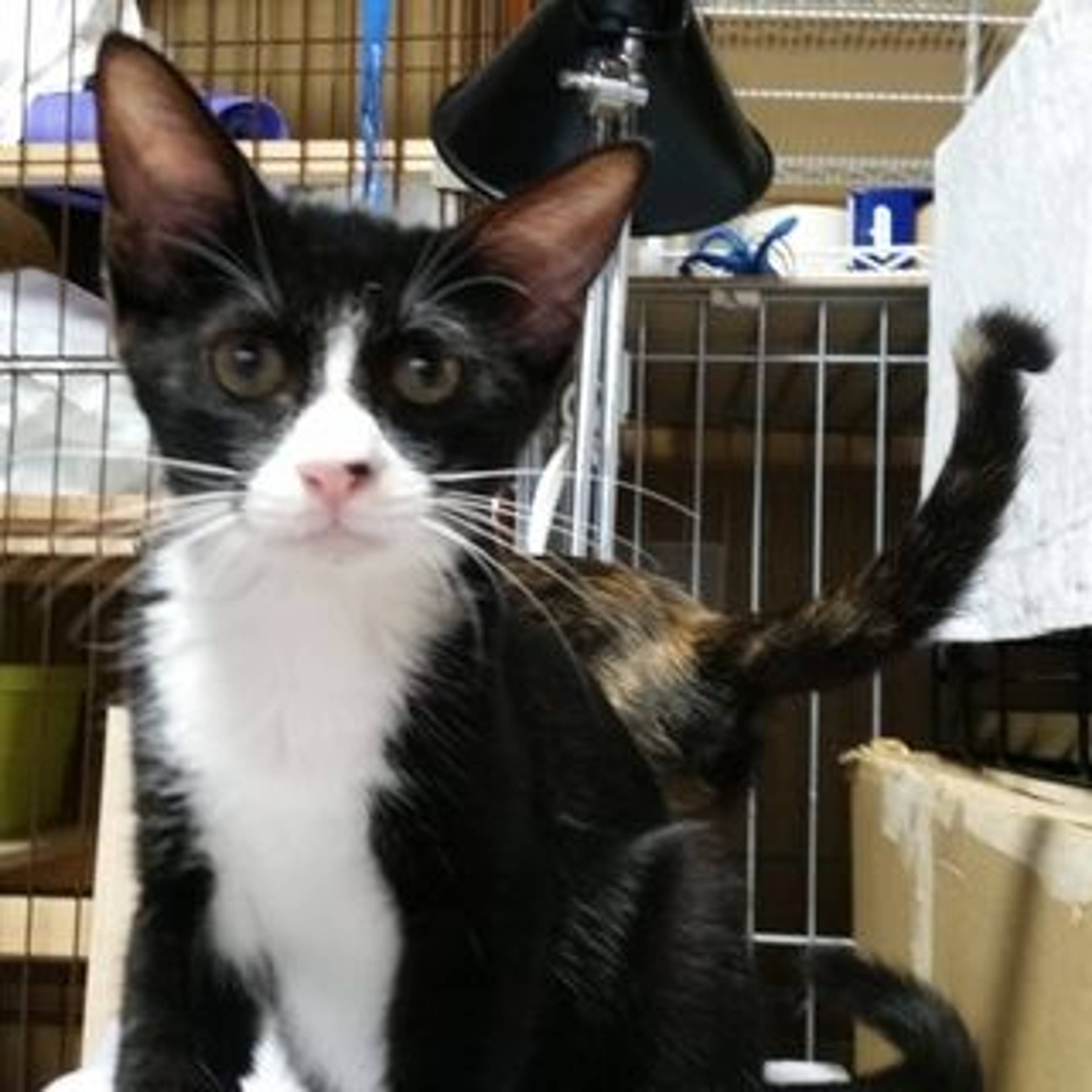 雑種（ミックス猫）・オスの里親募集の写真