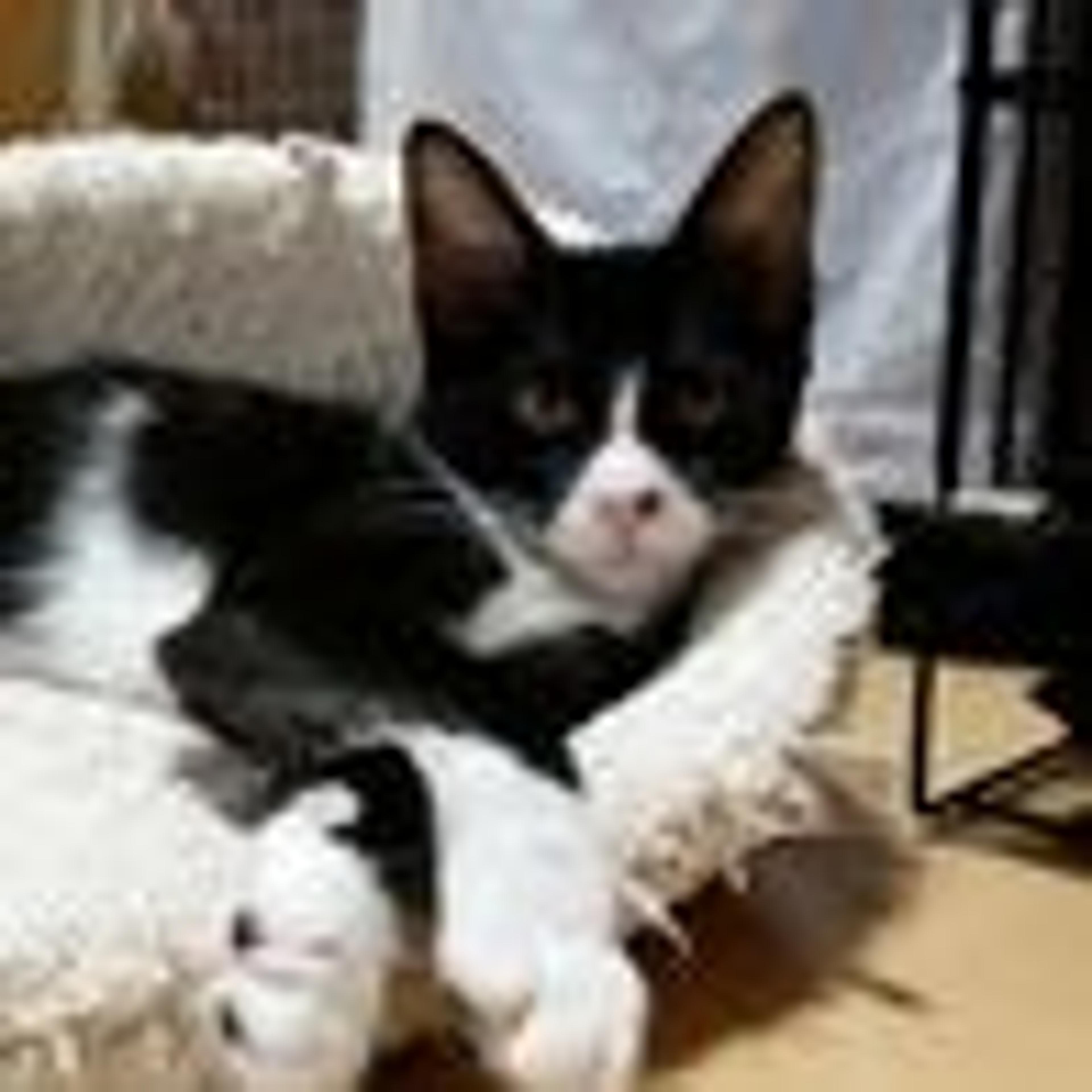 pet-image-2